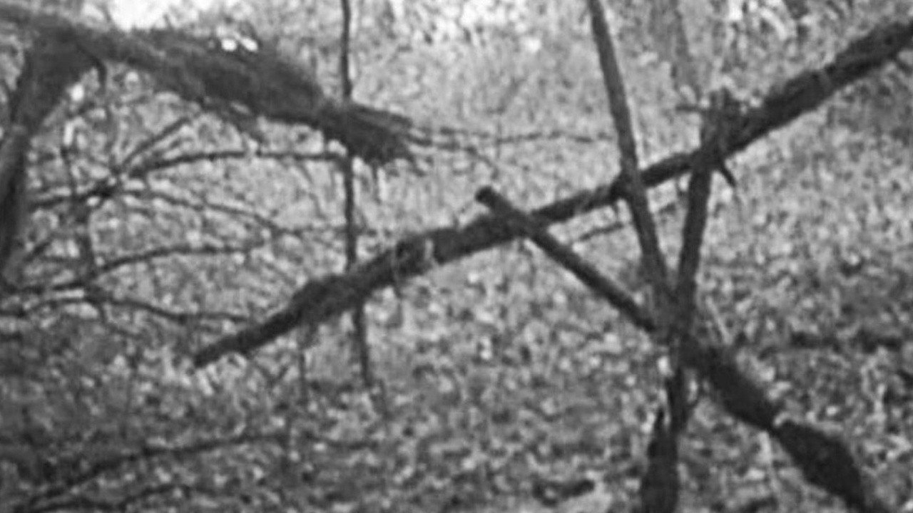 The Blair Witch Project Background