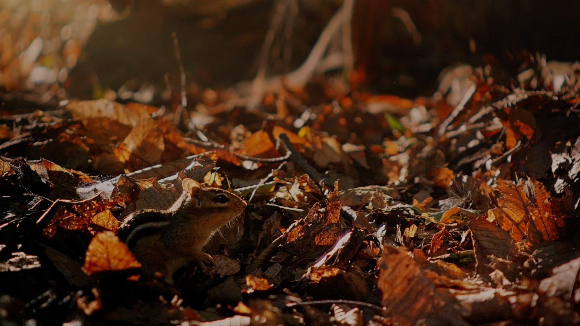 Tiny Giants 3D Background