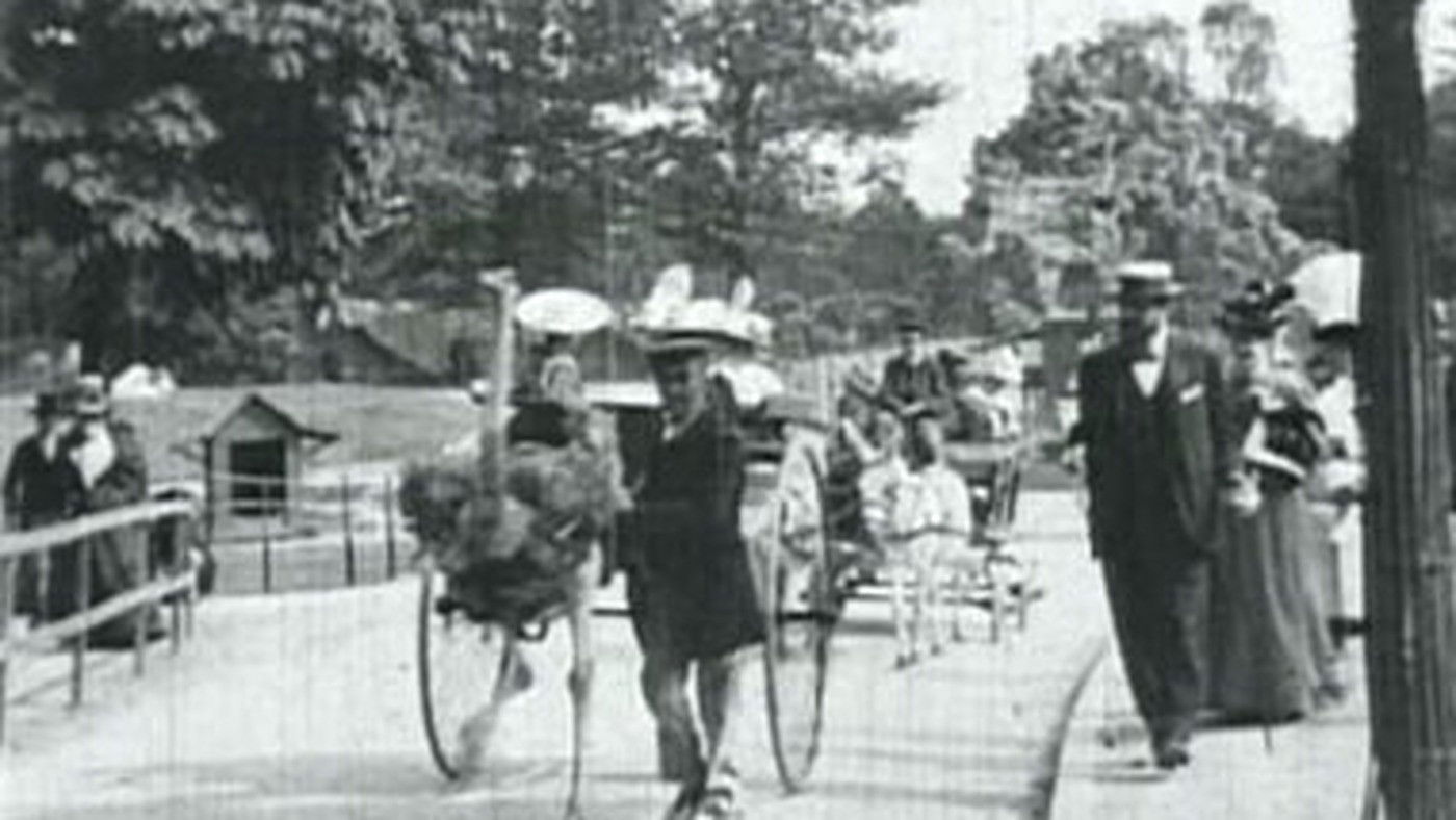 Ostriches Background