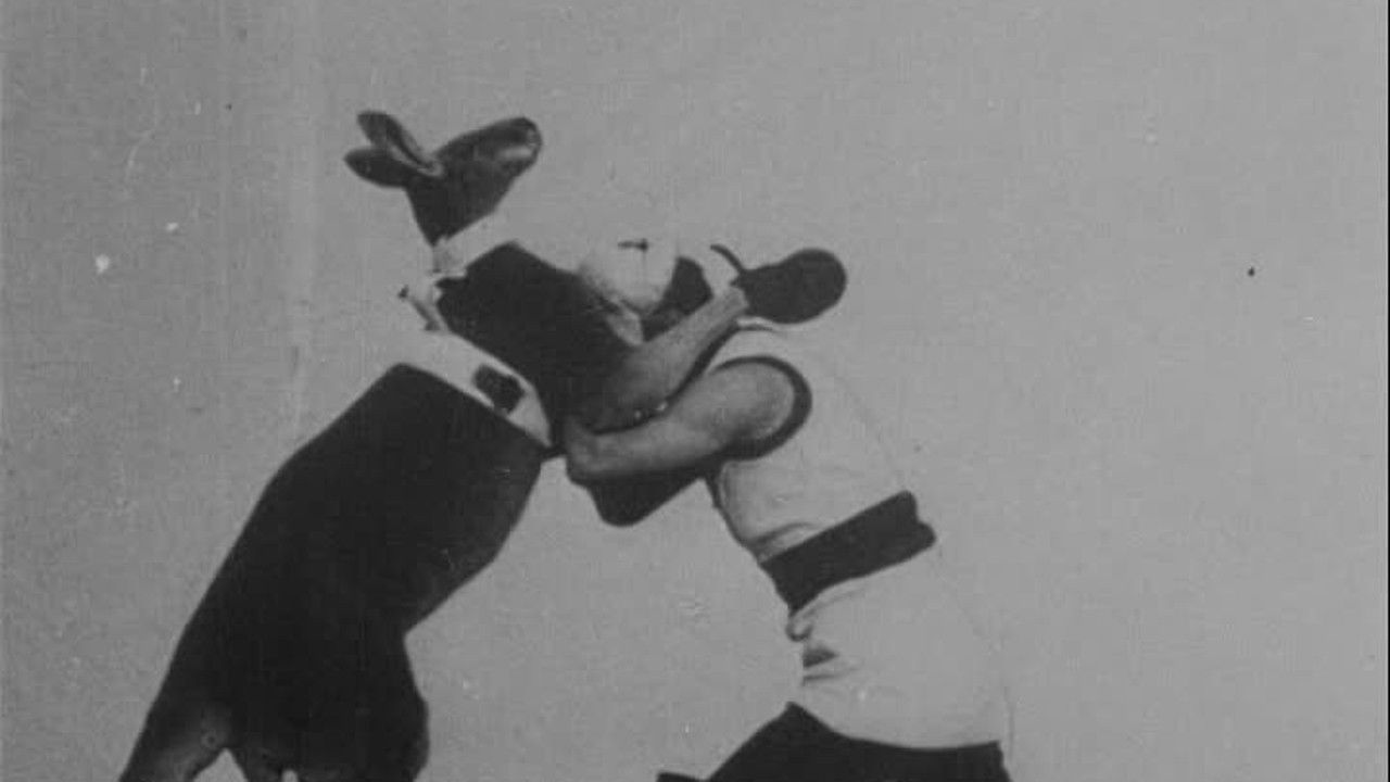 The Boxing Kangaroo Background