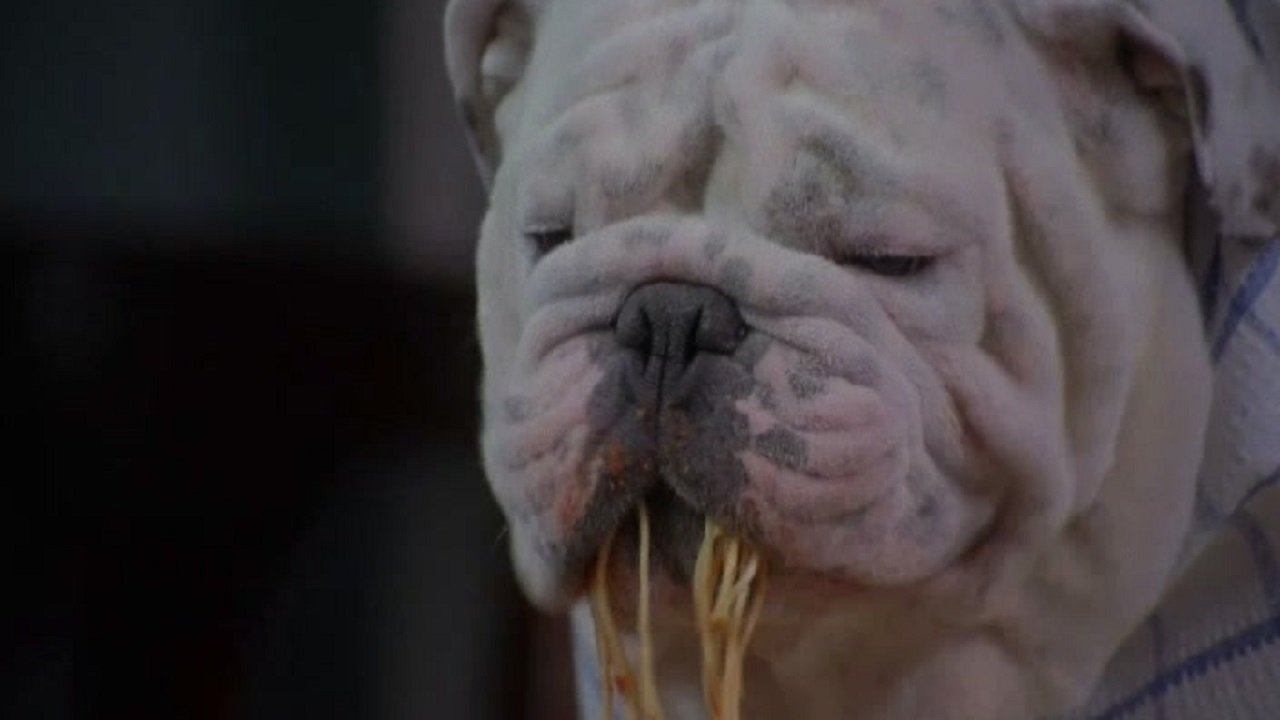 The Dogfather Background