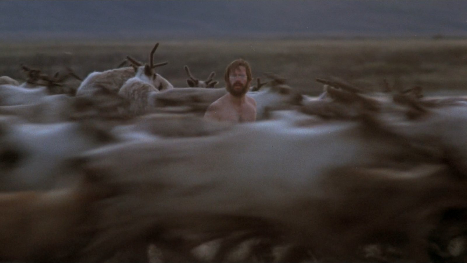 Never Cry Wolf Background