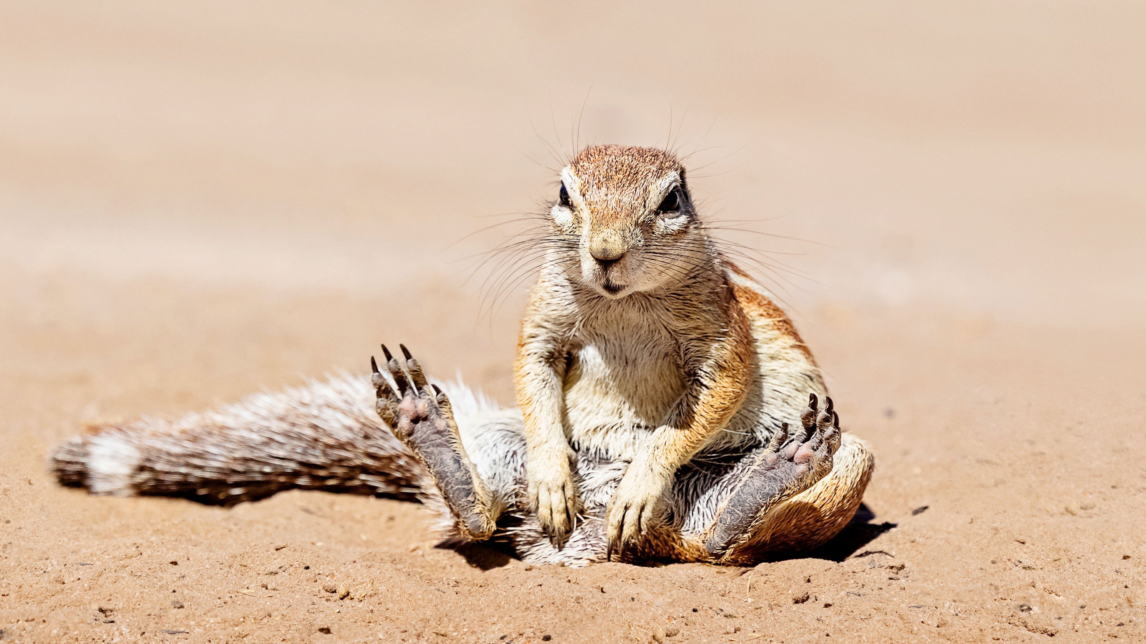 When Nature Calls with Helen Mirren Background