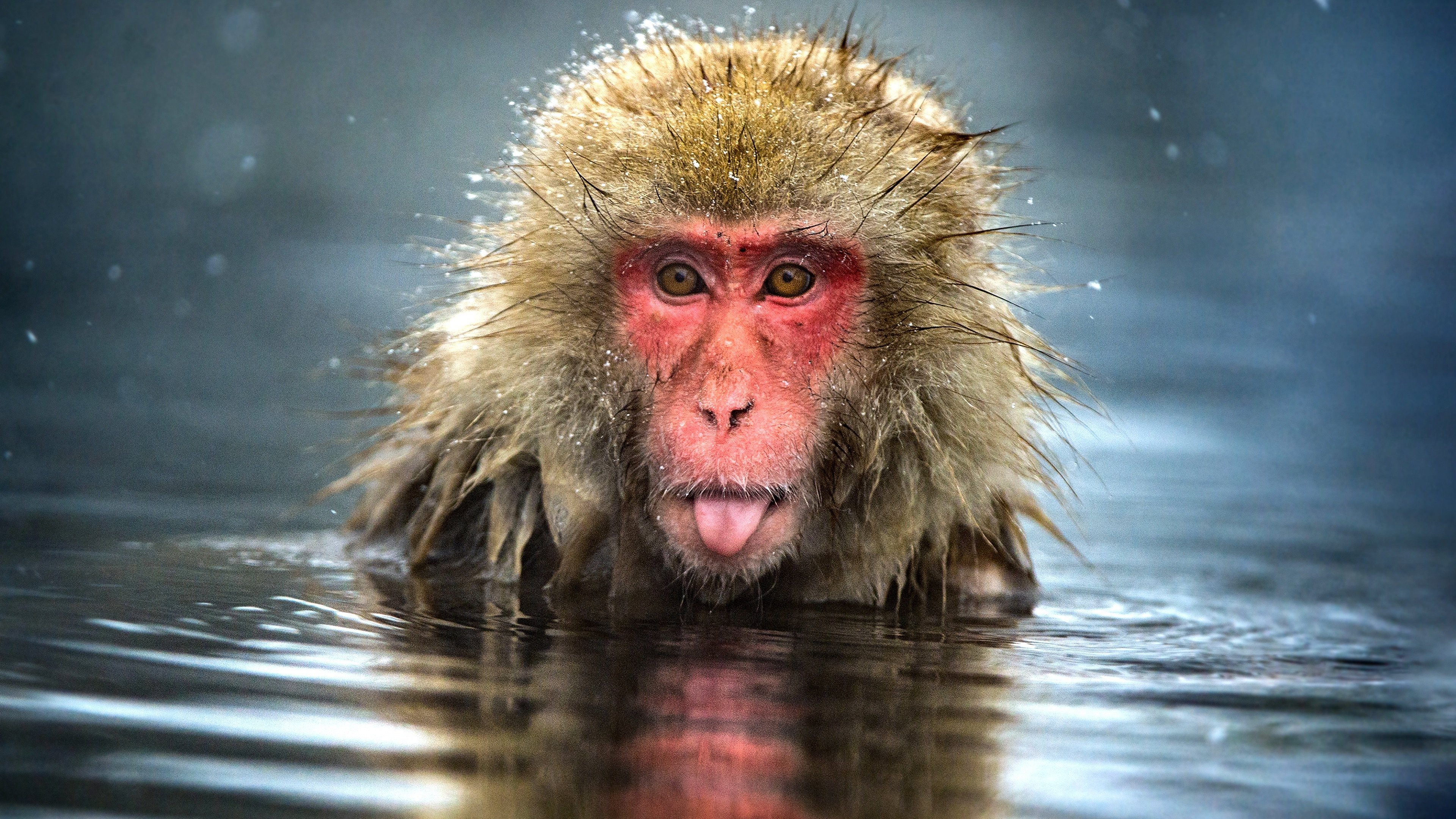 Monkey Planet Background