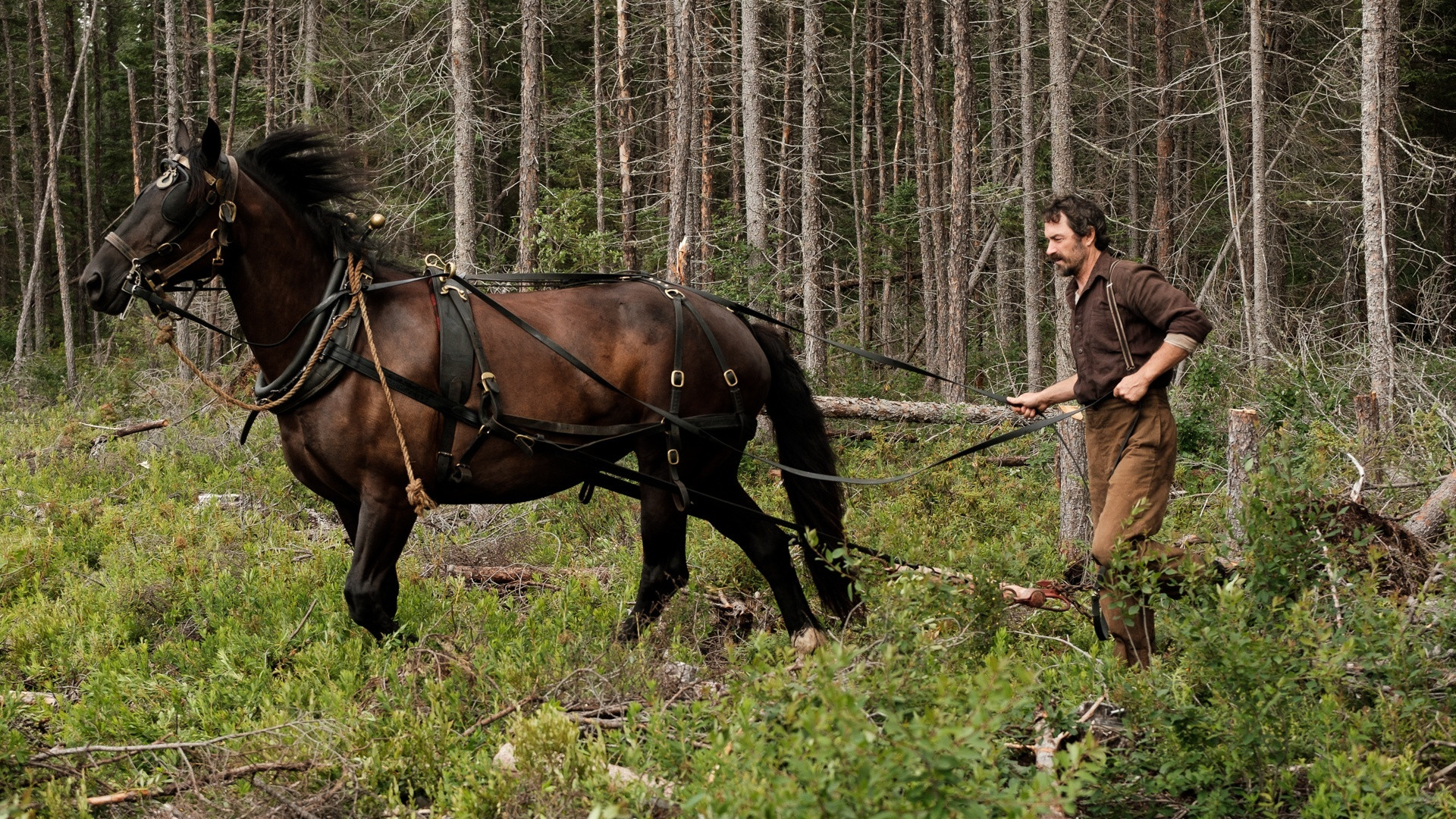 Maria Chapdelaine Background