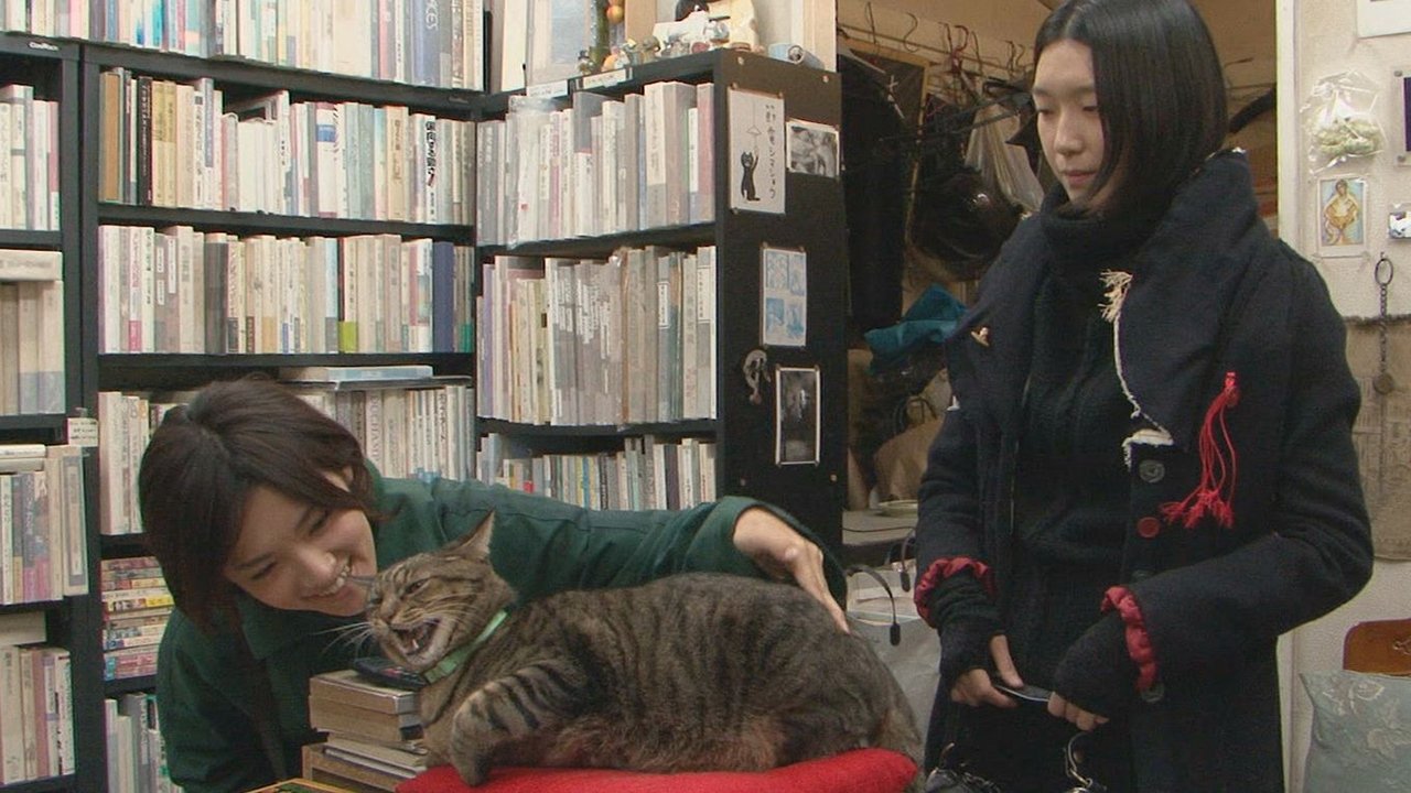 I’m a Cat Stalker Background