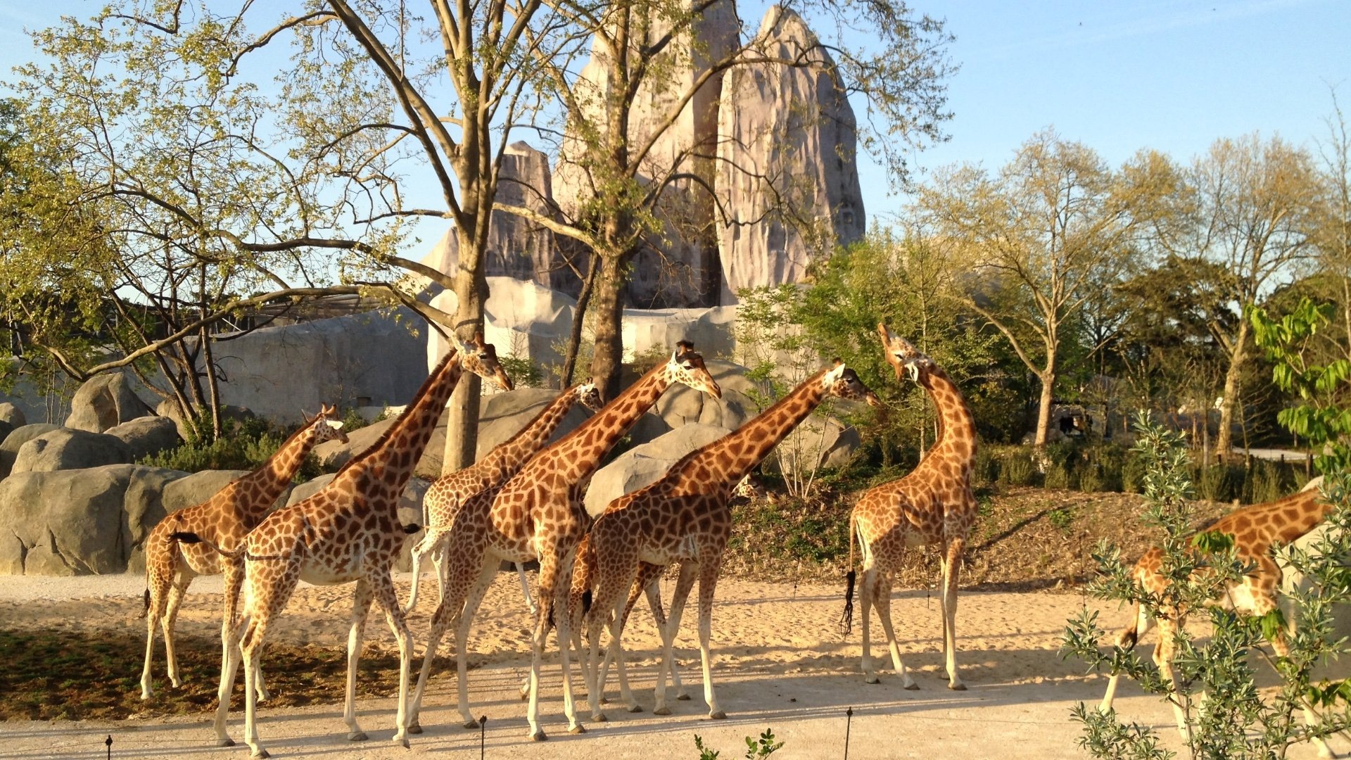 Paris Zoo: An Insider's View Background