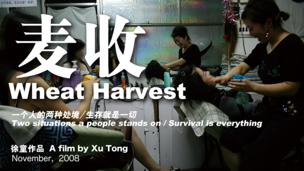 Wheat Harvest Background