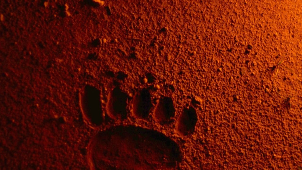 Bears Discover Fire Background