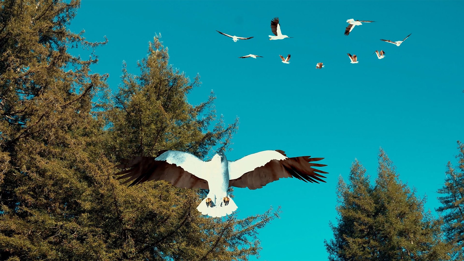 Birdemic 3: Sea Eagle Background