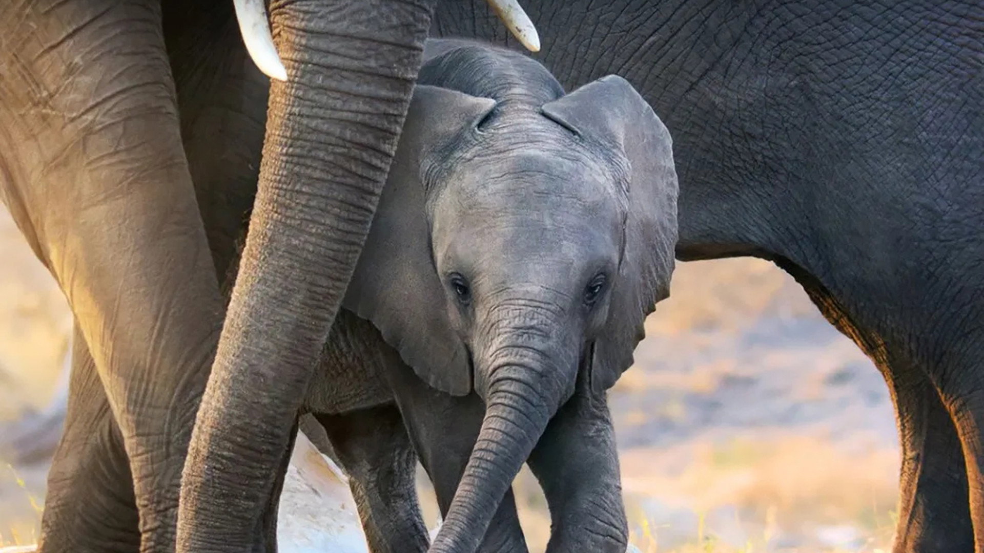 Elephant Background