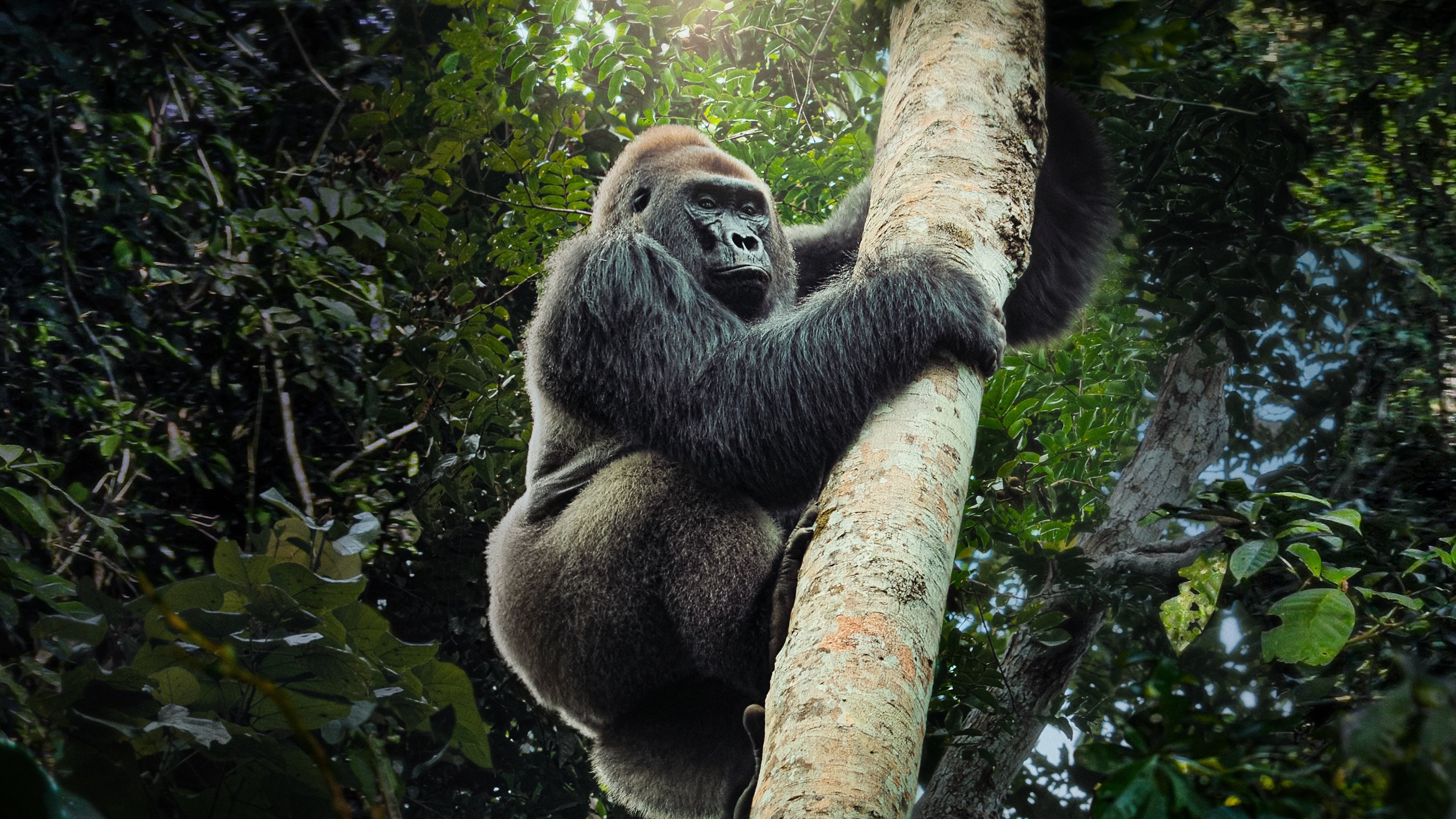 Big Beasts Background