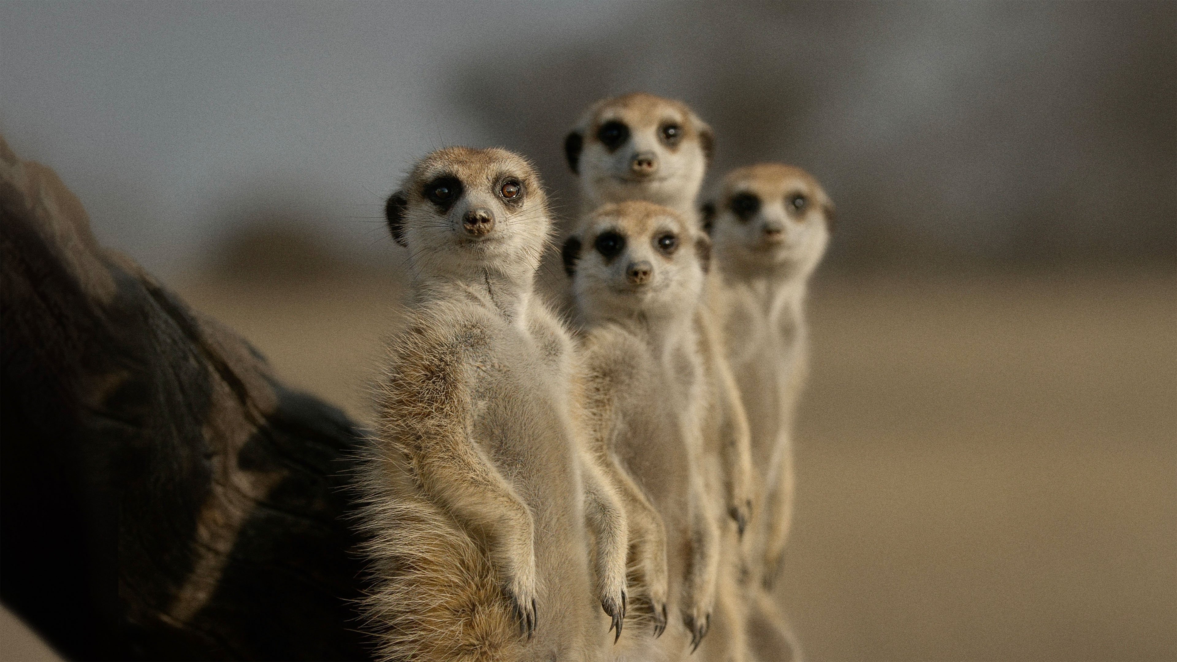 The Secret Lives of Animals Background