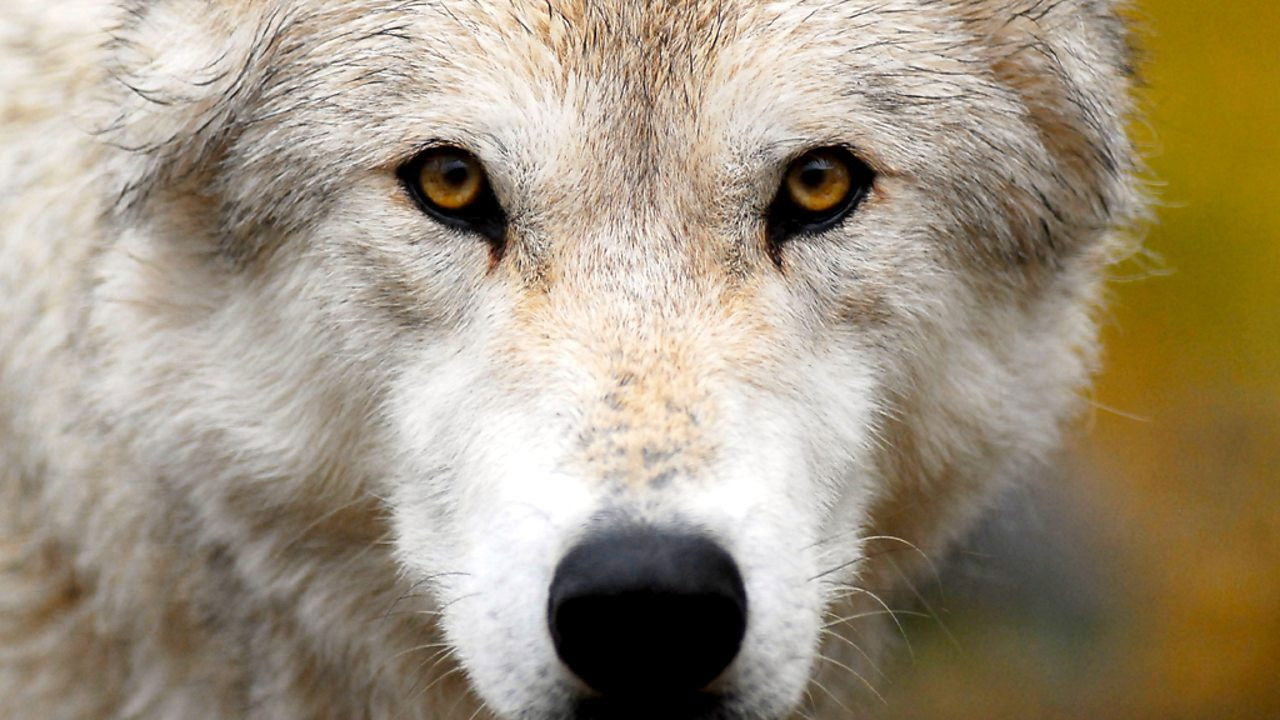 Land of the Lost Wolves Background