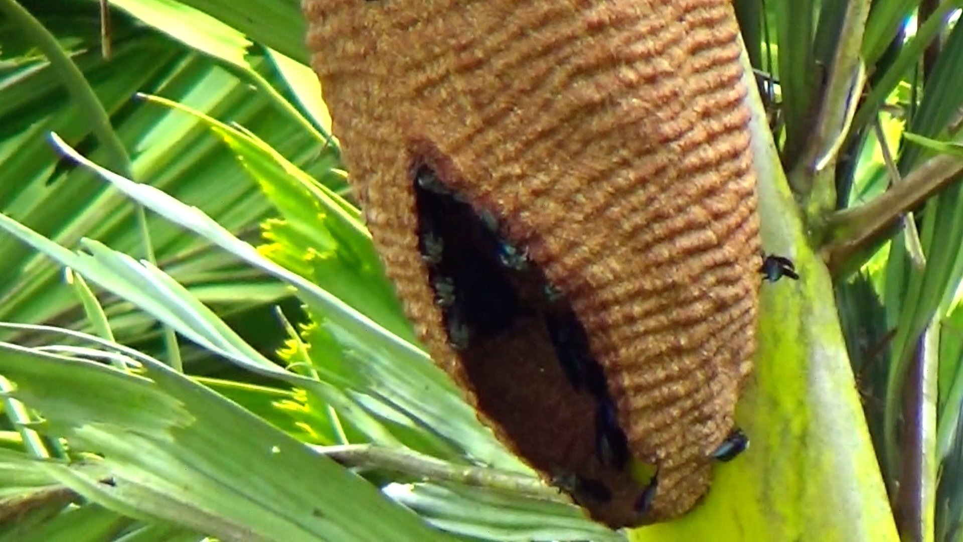 Aniquilação Background