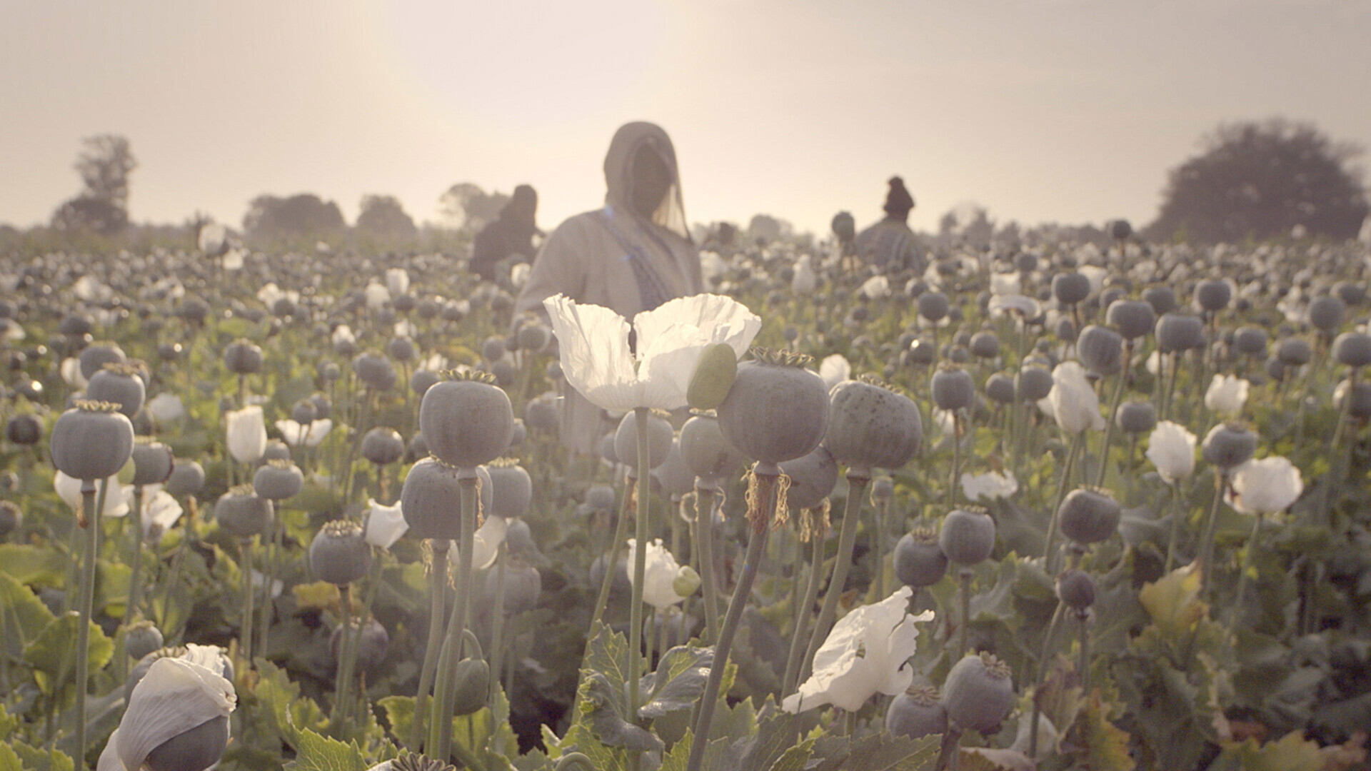 The Crime of the Century Background