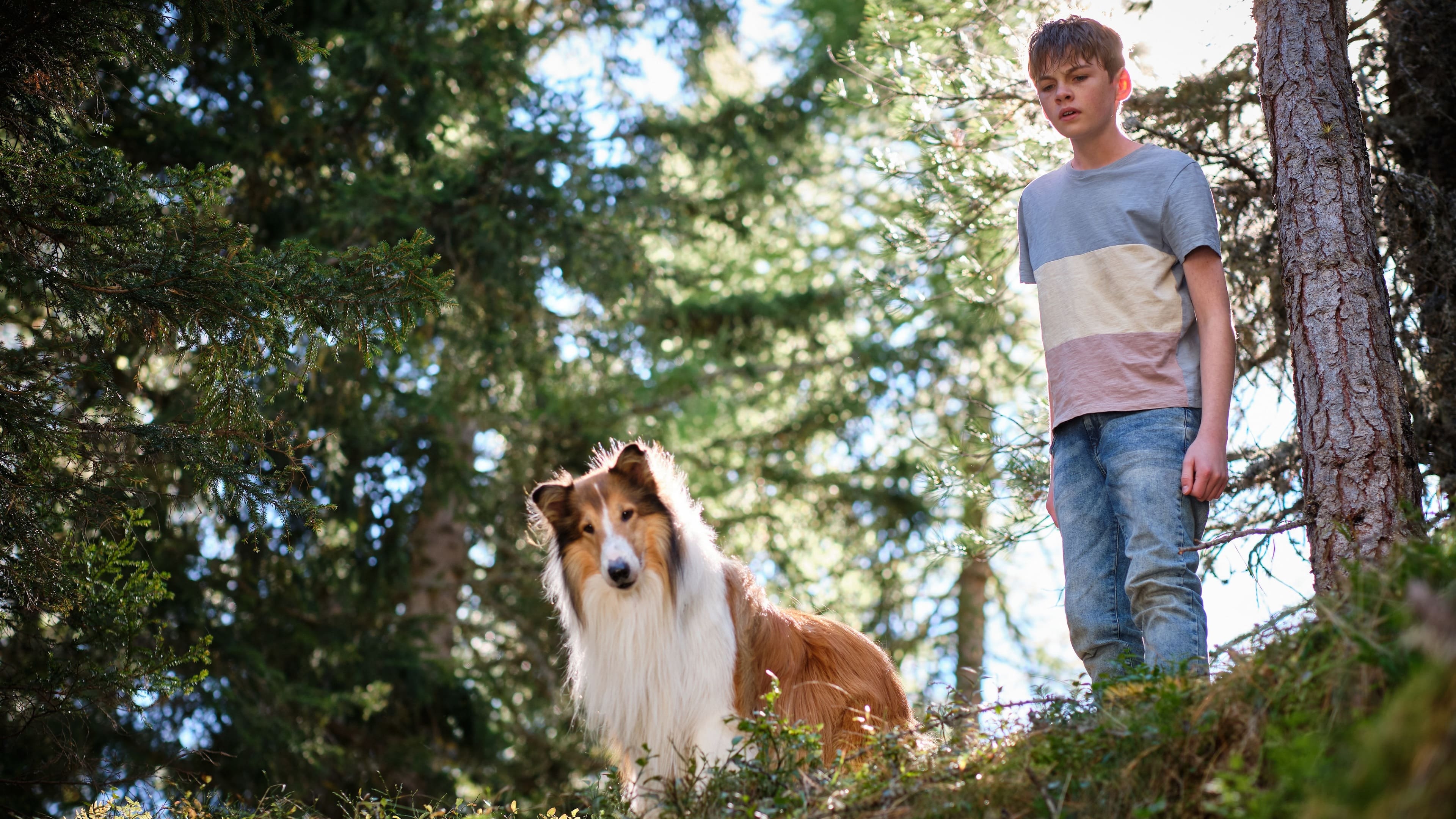 Lassie: A New Adventure Background