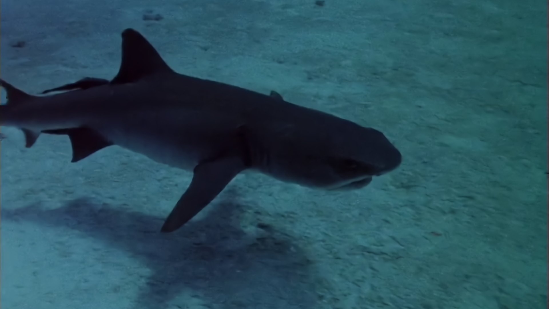 Sharks' Treasure Background