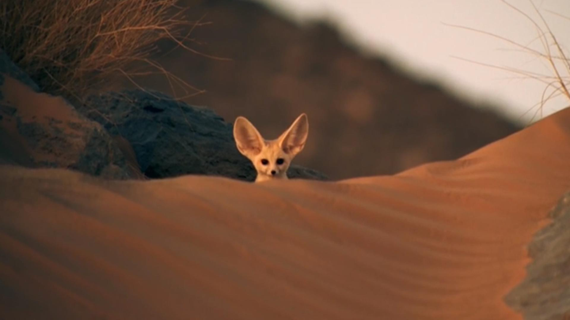 Super Cute Animals Background