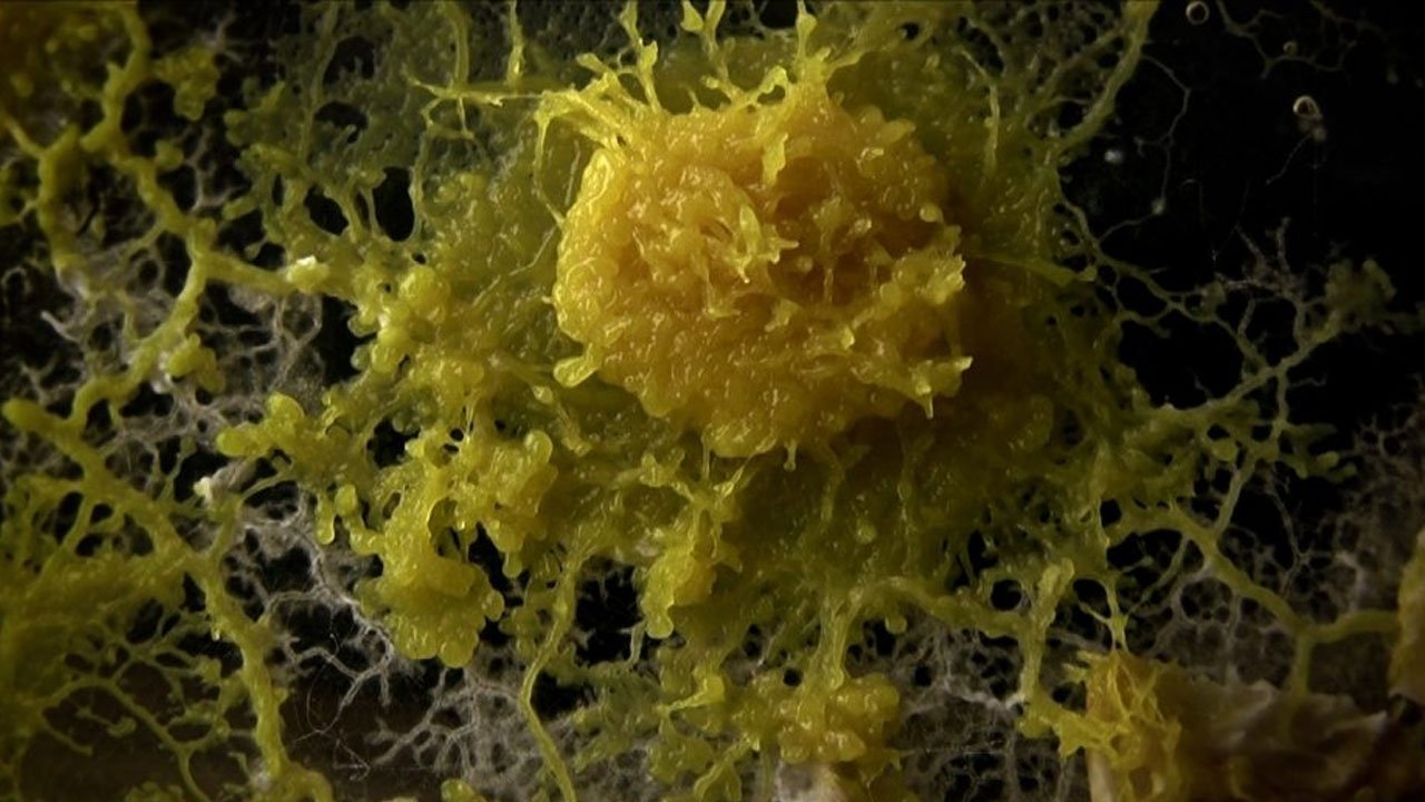 The Creeping Garden Background