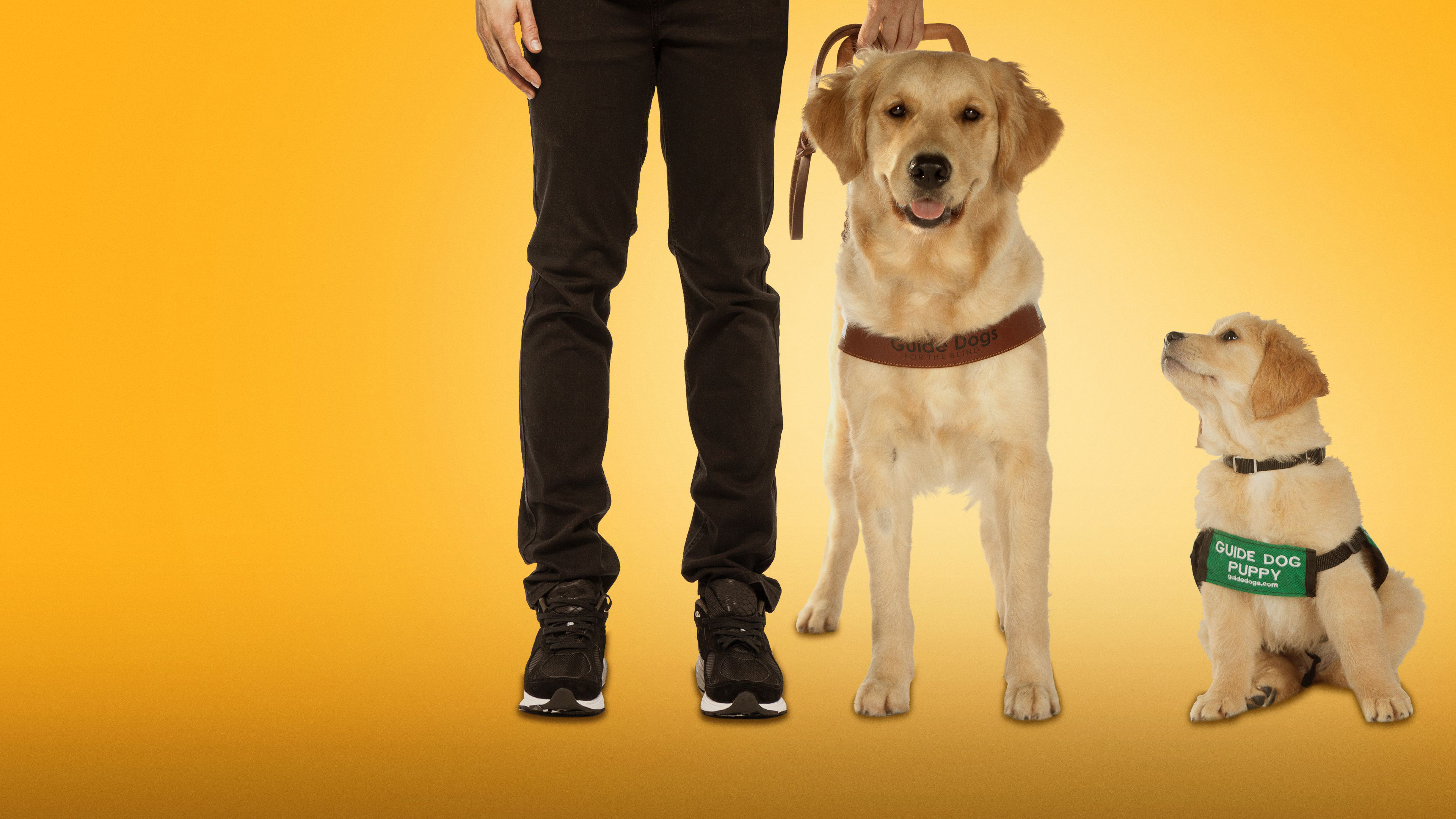 Pick of the Litter Background