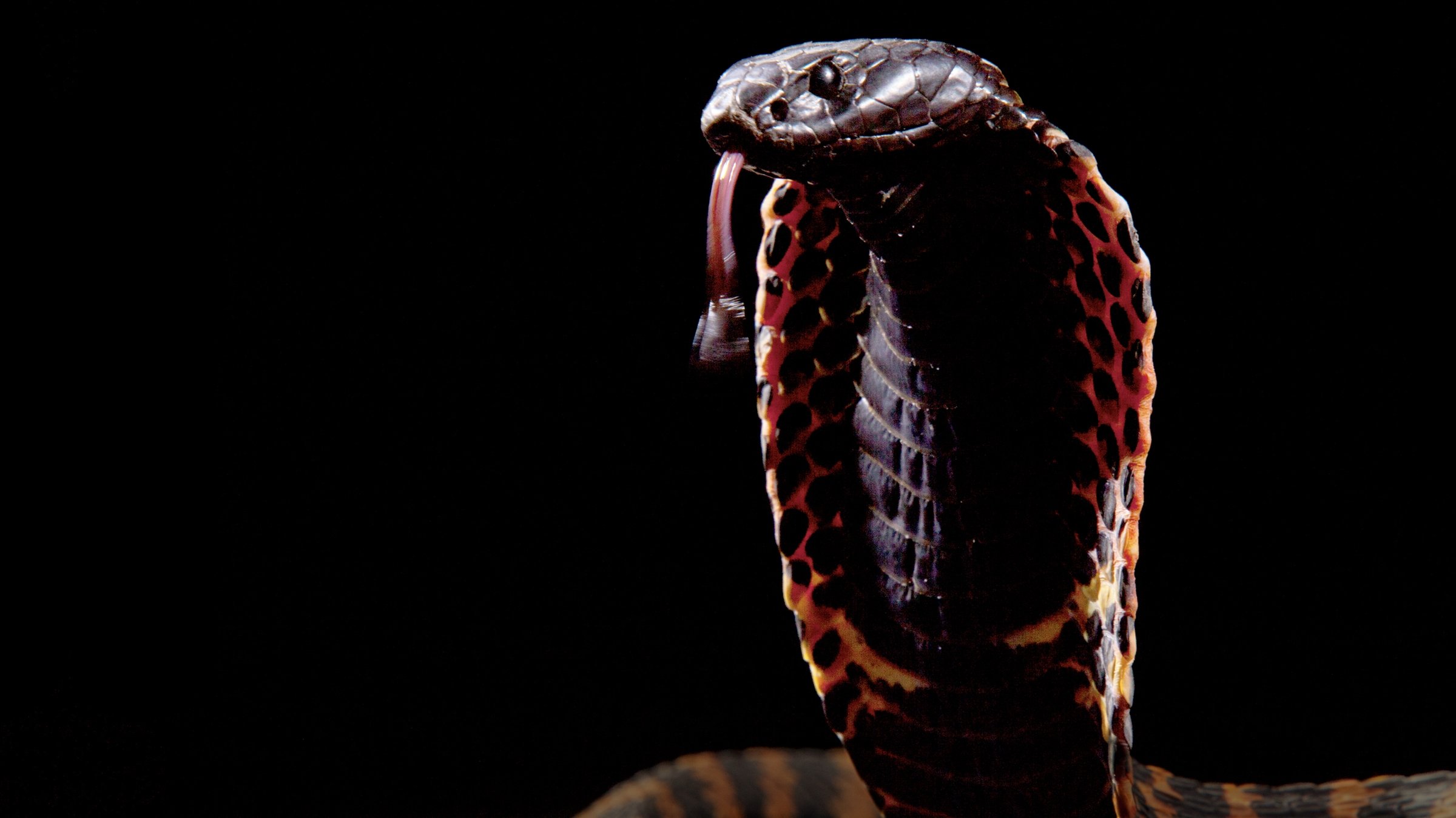 Cobra Mafia Background