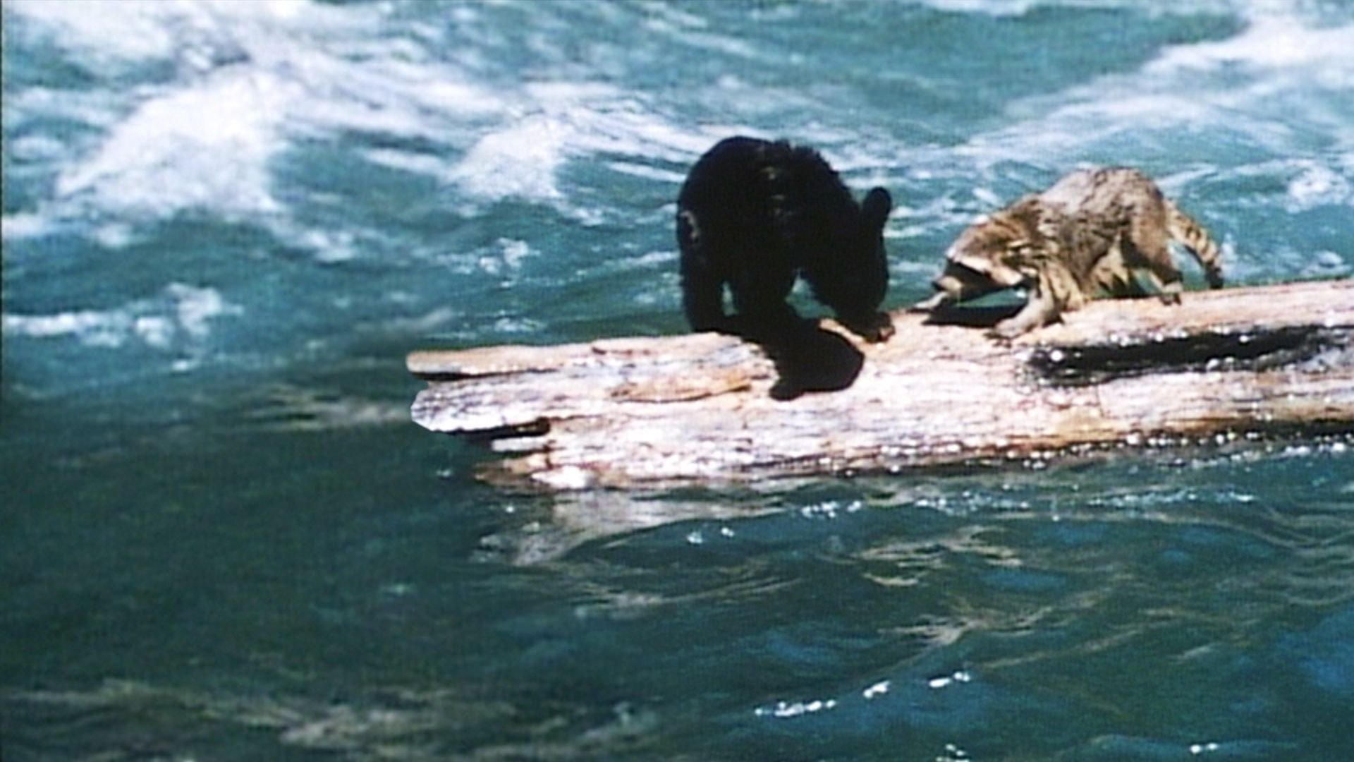 A Tale of Two Critters Background