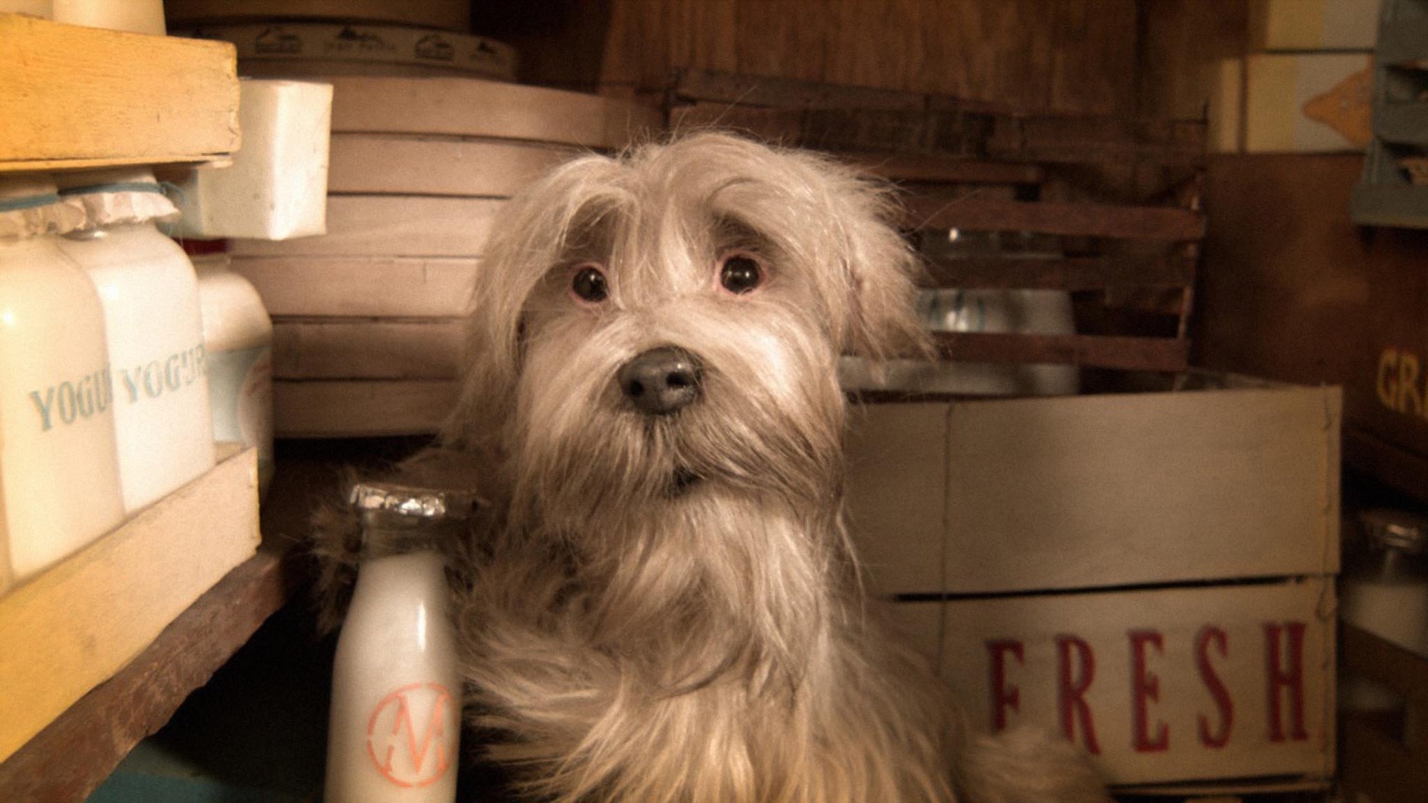 Higglety Pigglety Pop! or There Must Be More to Life Background