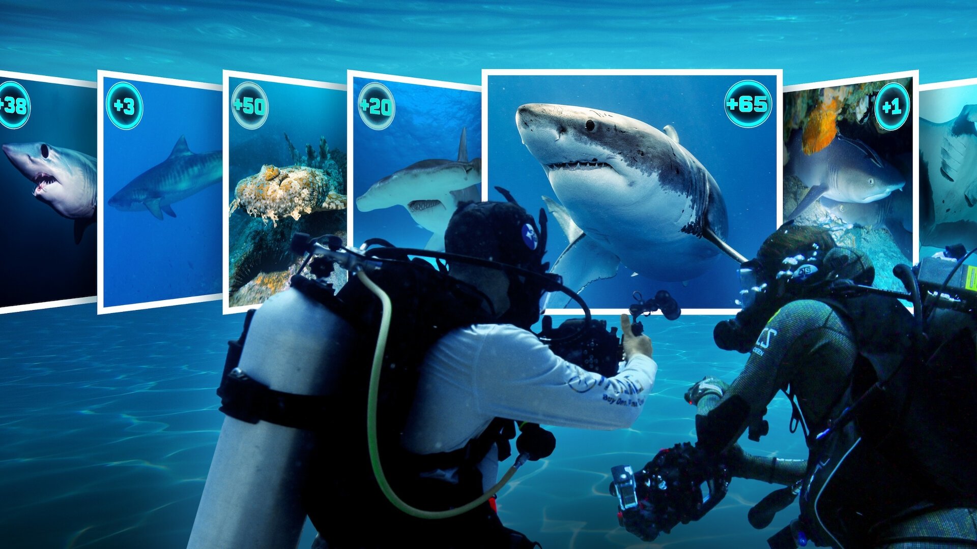 All the Sharks Background