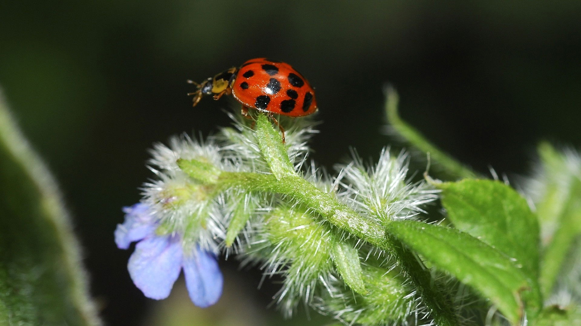Life in the Undergrowth Background