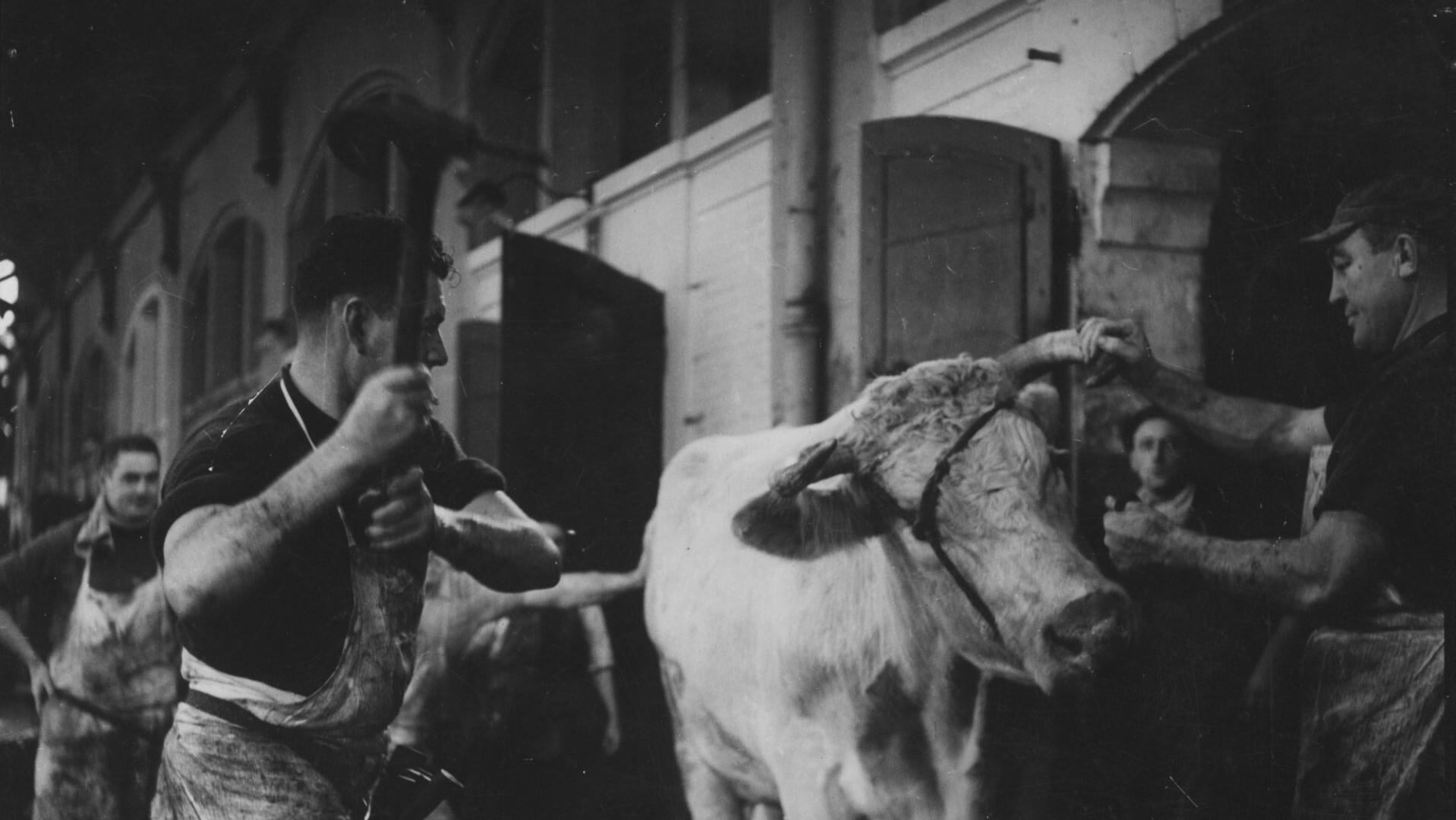 Blood of the Beasts Background