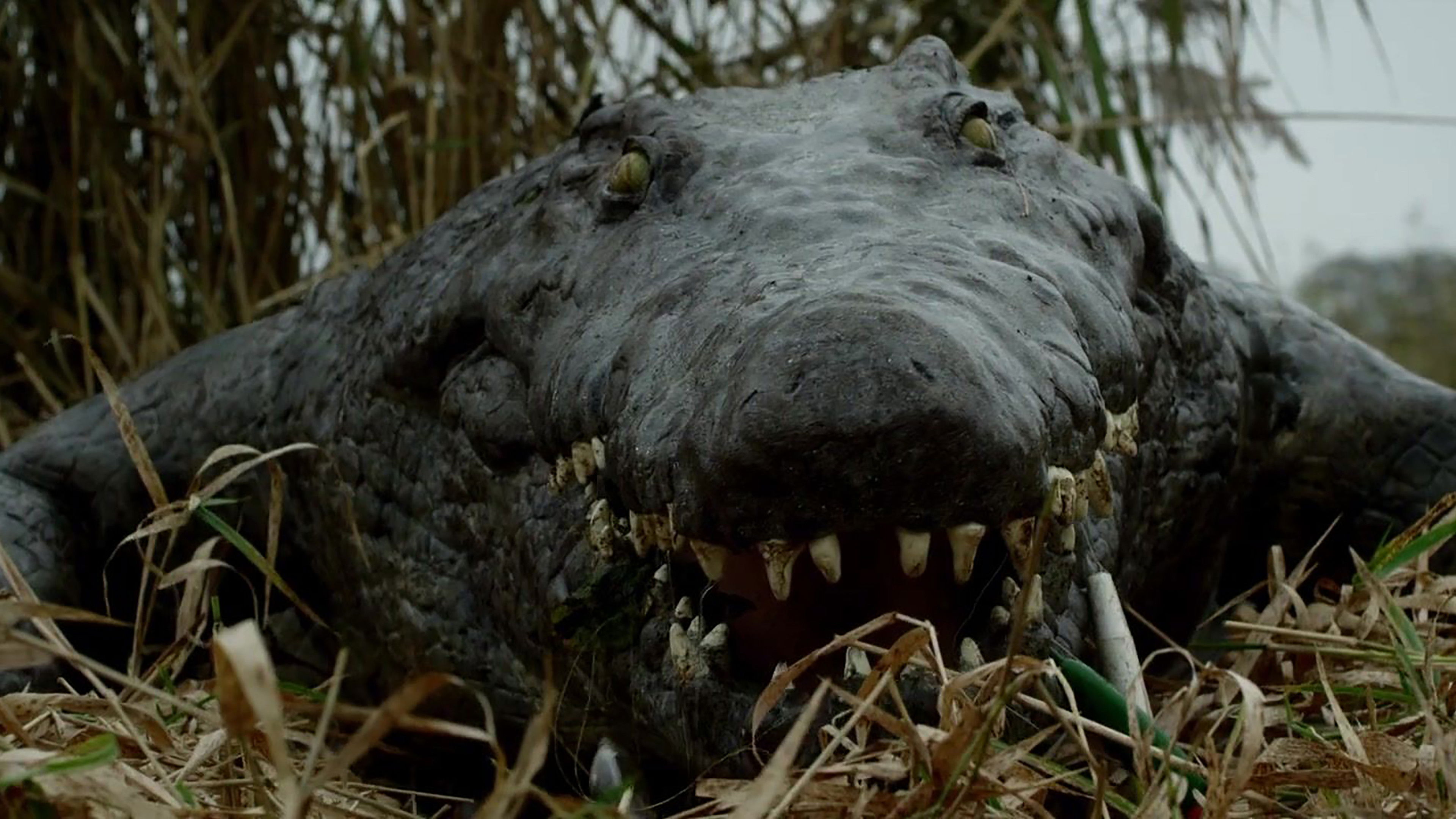 The Hatching Background