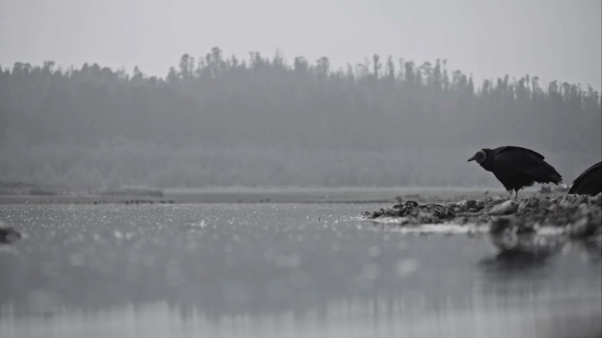 Las Cenizas Background