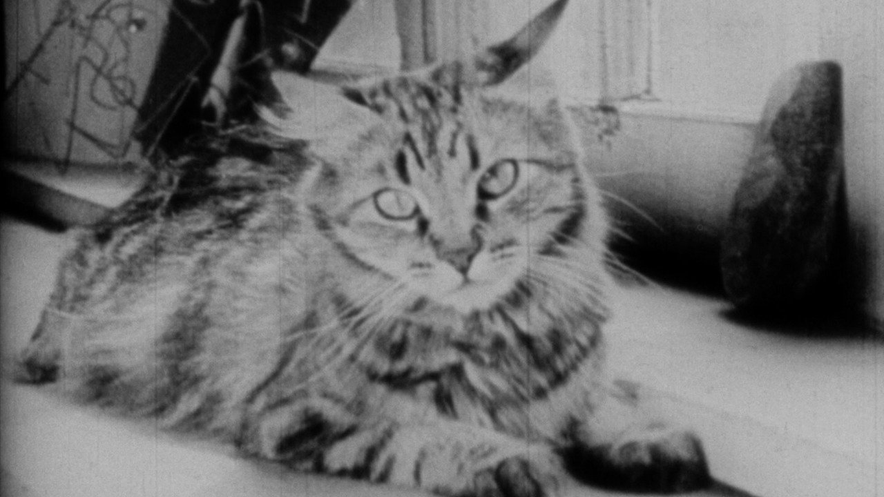 The Private Life of a Cat Background