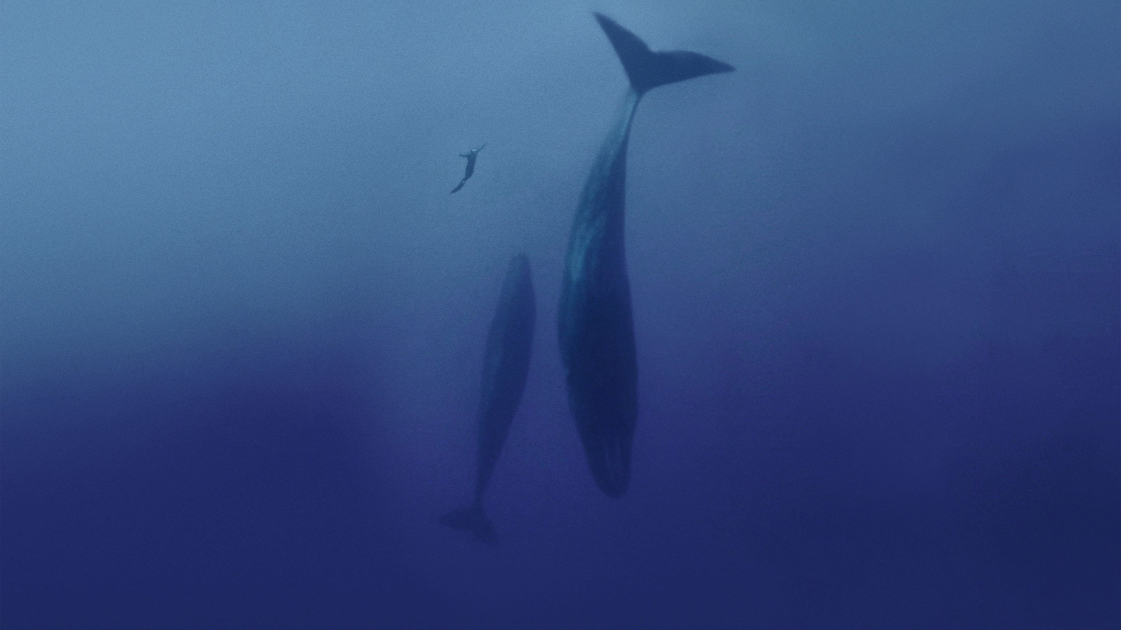 Freediver Background