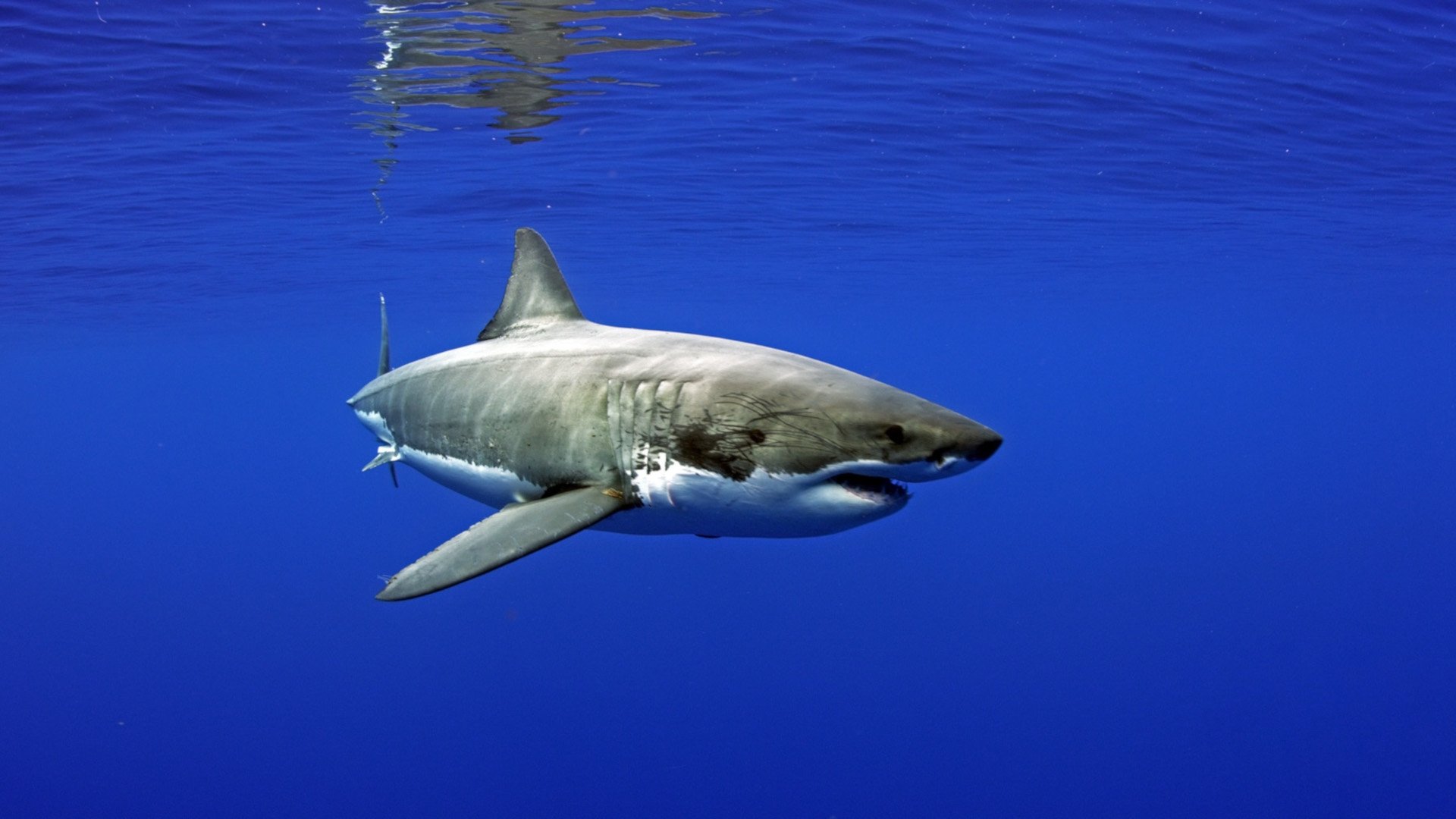 Kings of Baja Background