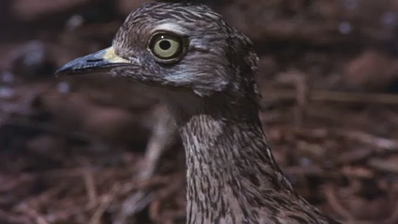 Animals Are Beautiful People Background