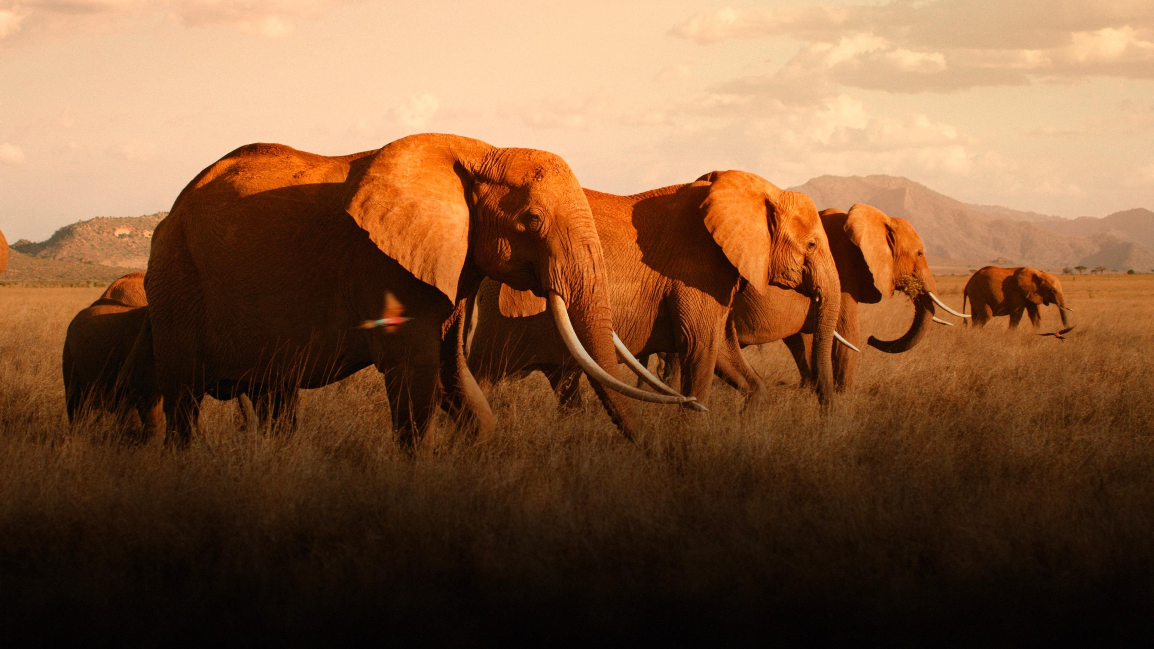 The Elephant Queen Background