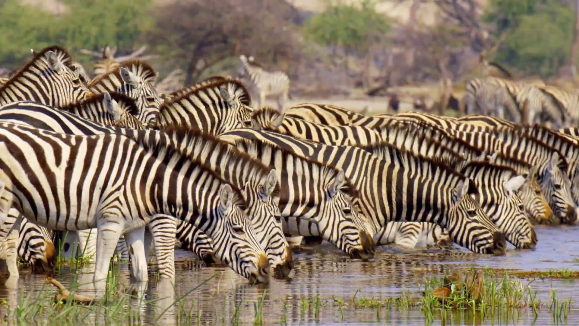 Massive Africa Background