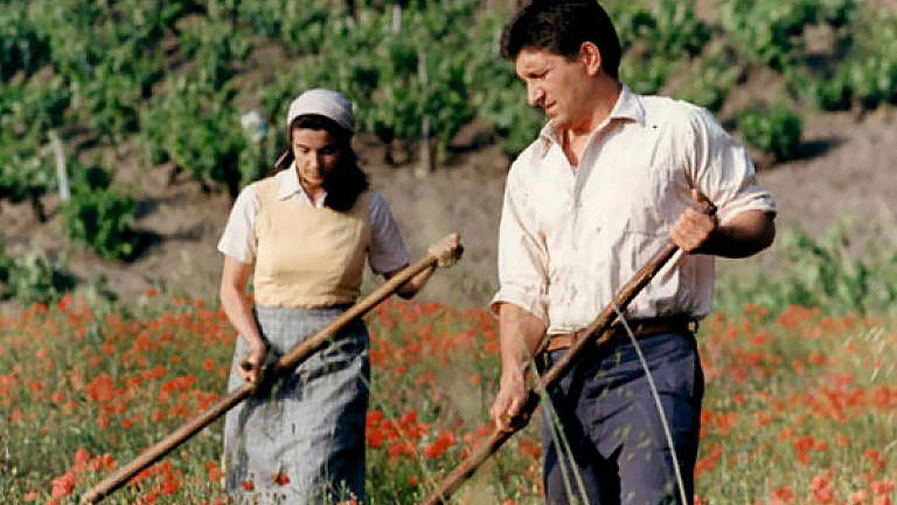 Forever Xonxa Background