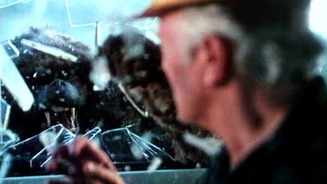 In the Shadow of Kilimanjaro Background