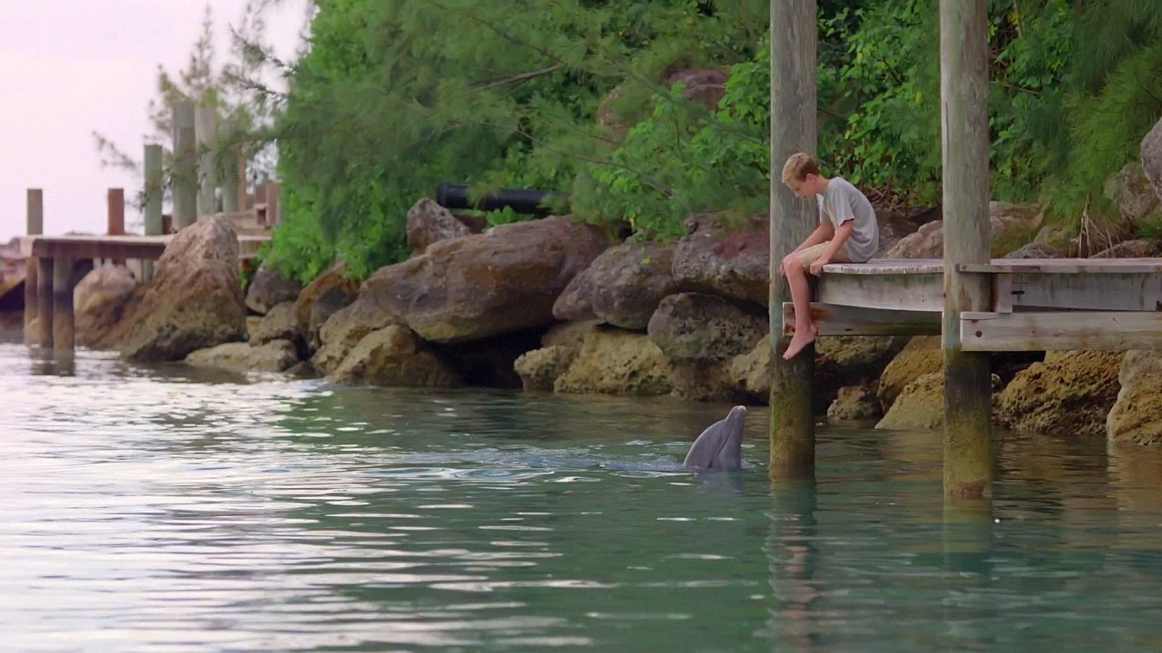 Dolphin Kick Background