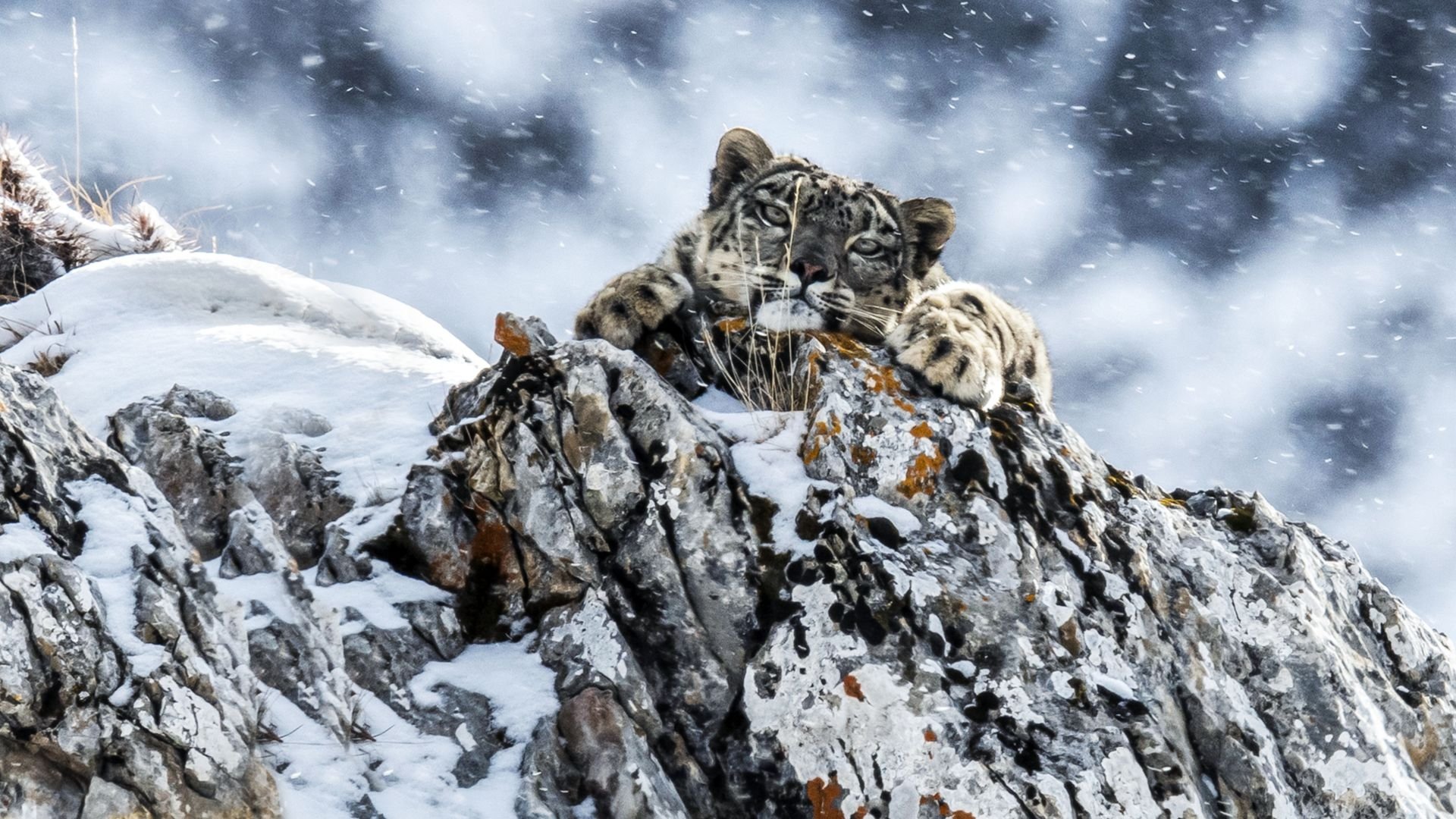 The Frozen Kingdom of the Snow Leopard Background