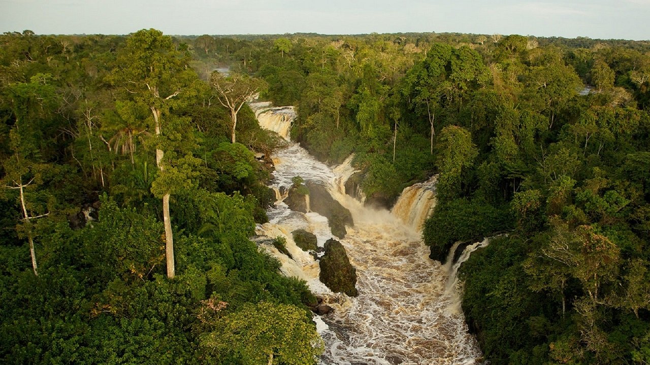 Once Upon a Forest Background