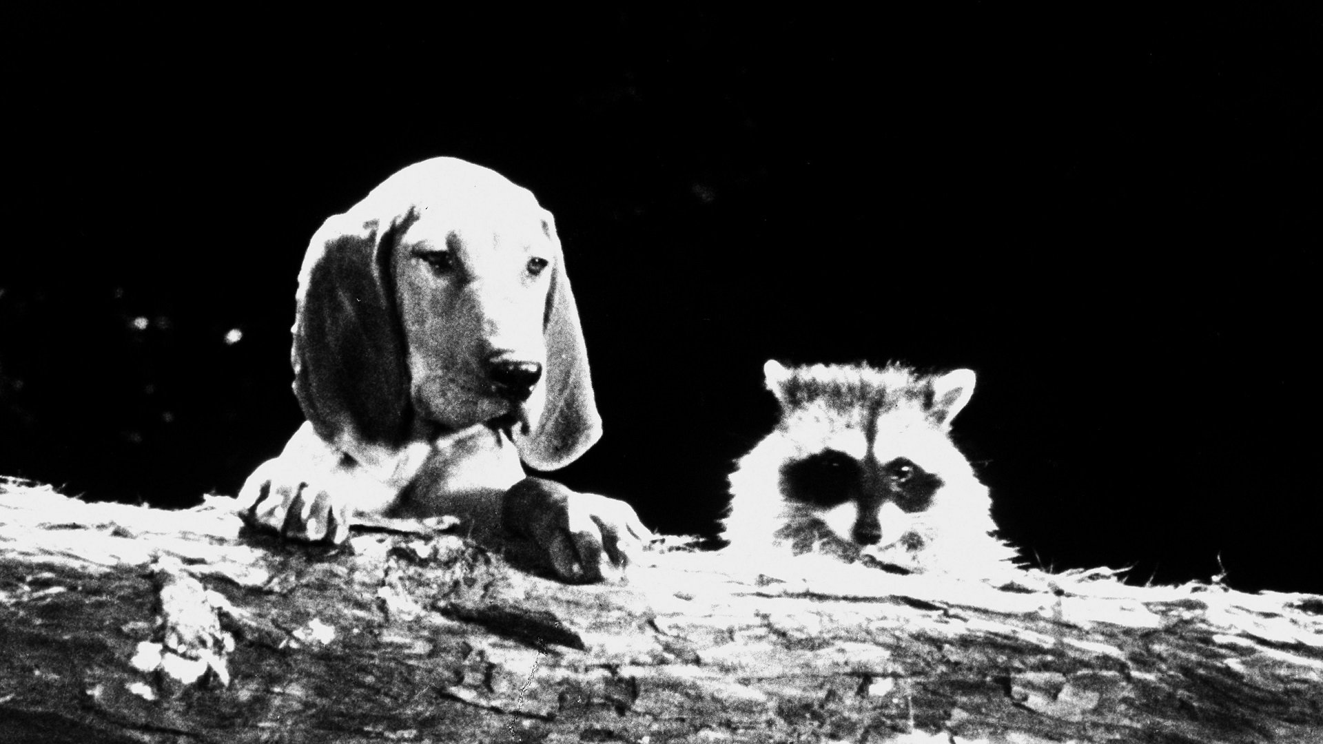 The Hound That Thought He Was a Raccoon Background