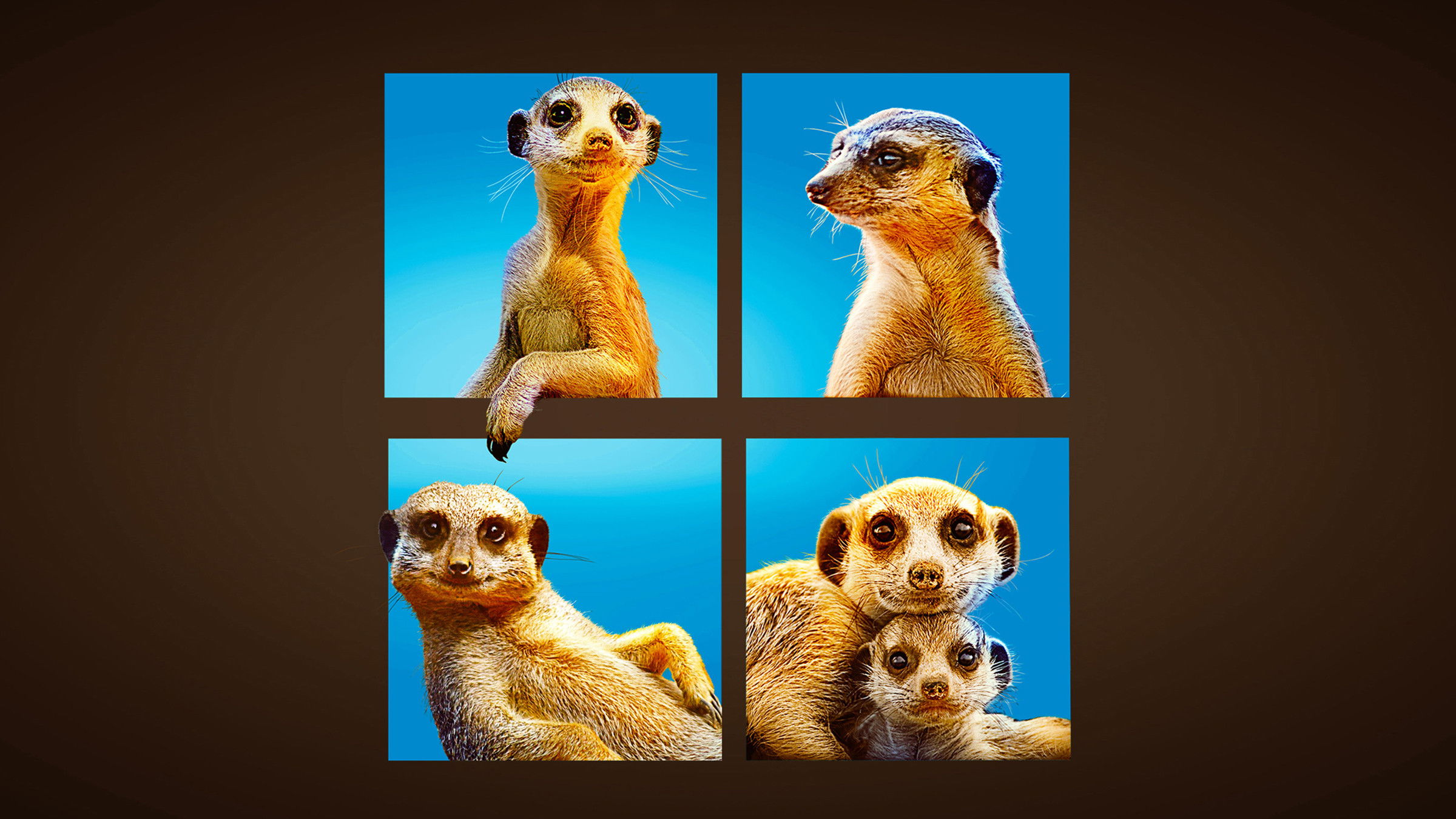 Meet The Meerkats Background