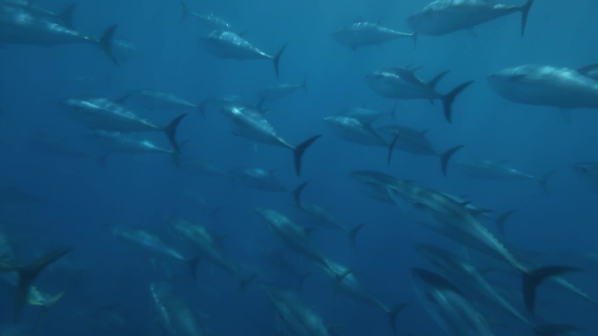 Superfish: Bluefin Tuna Background