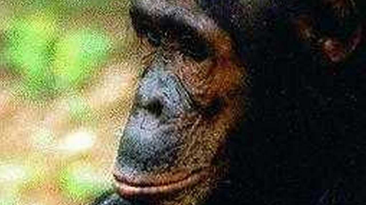 People of the Forest: The Chimps of Gombe Background