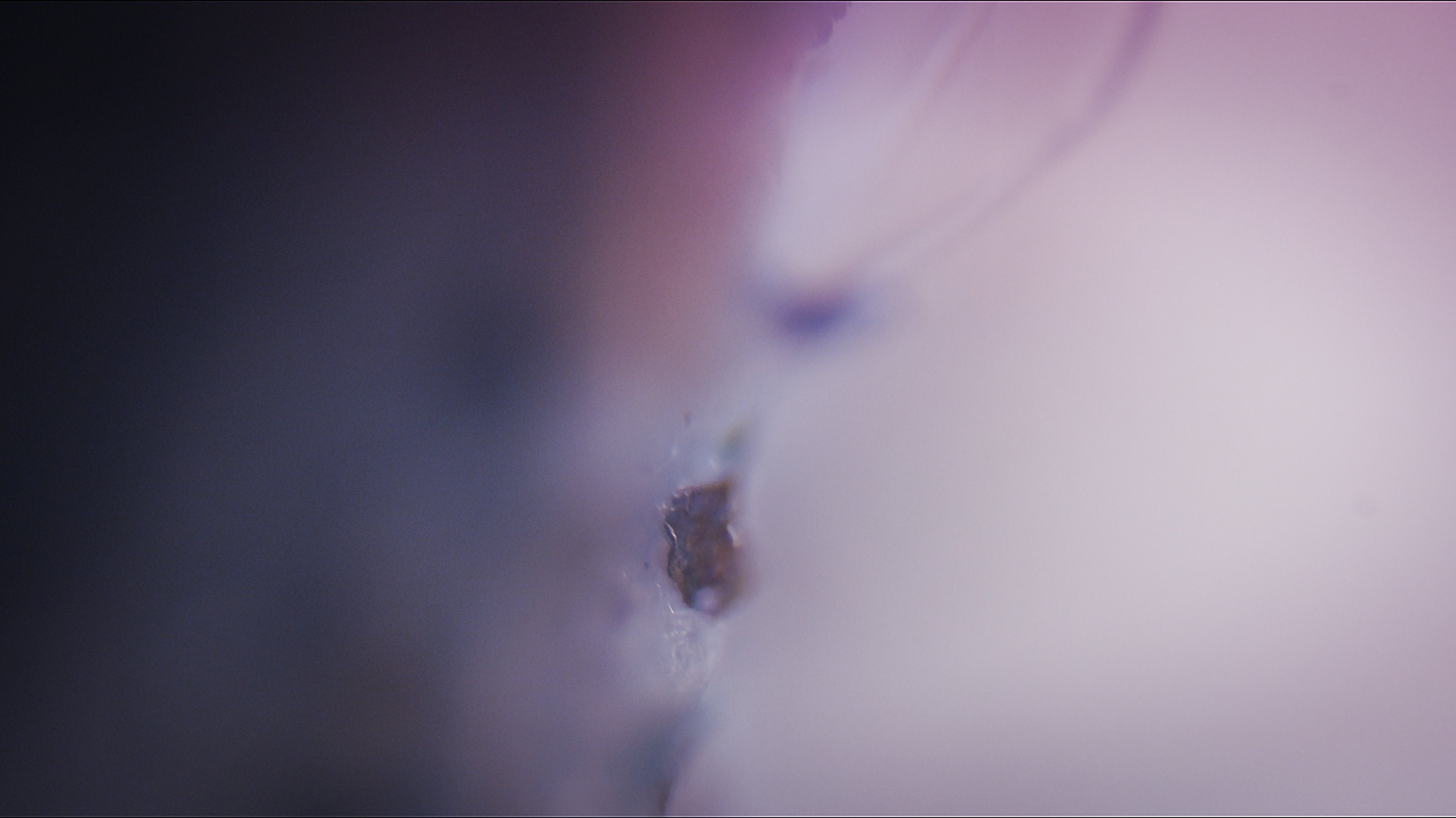 Manifestarsi Background