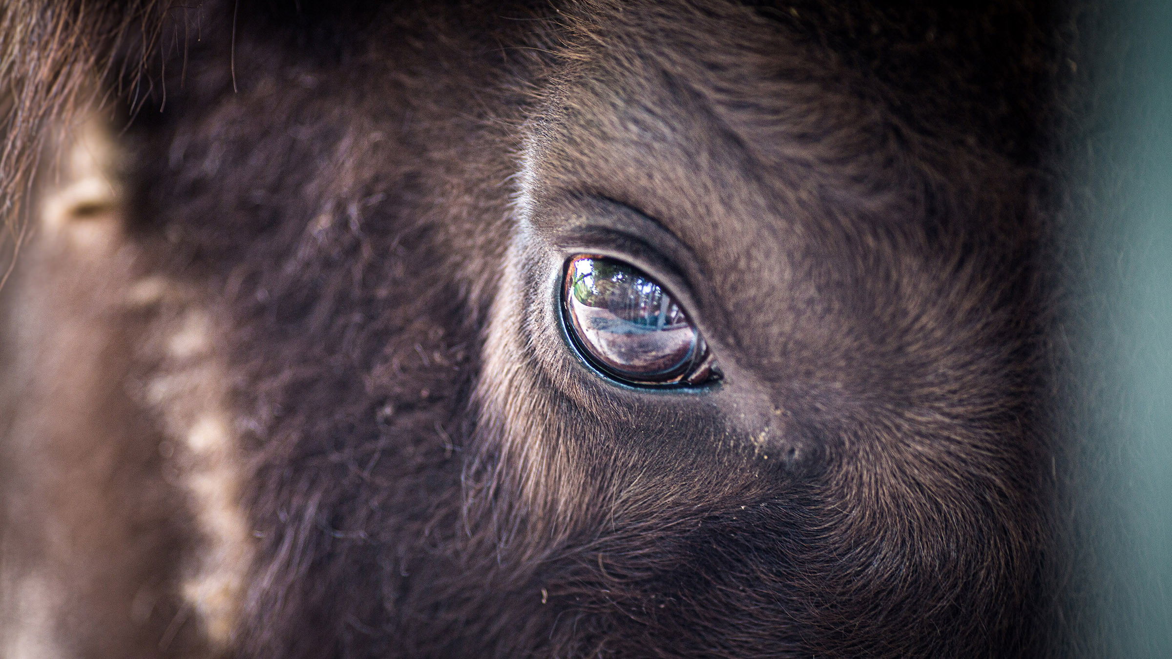 Europe's New Wild Background